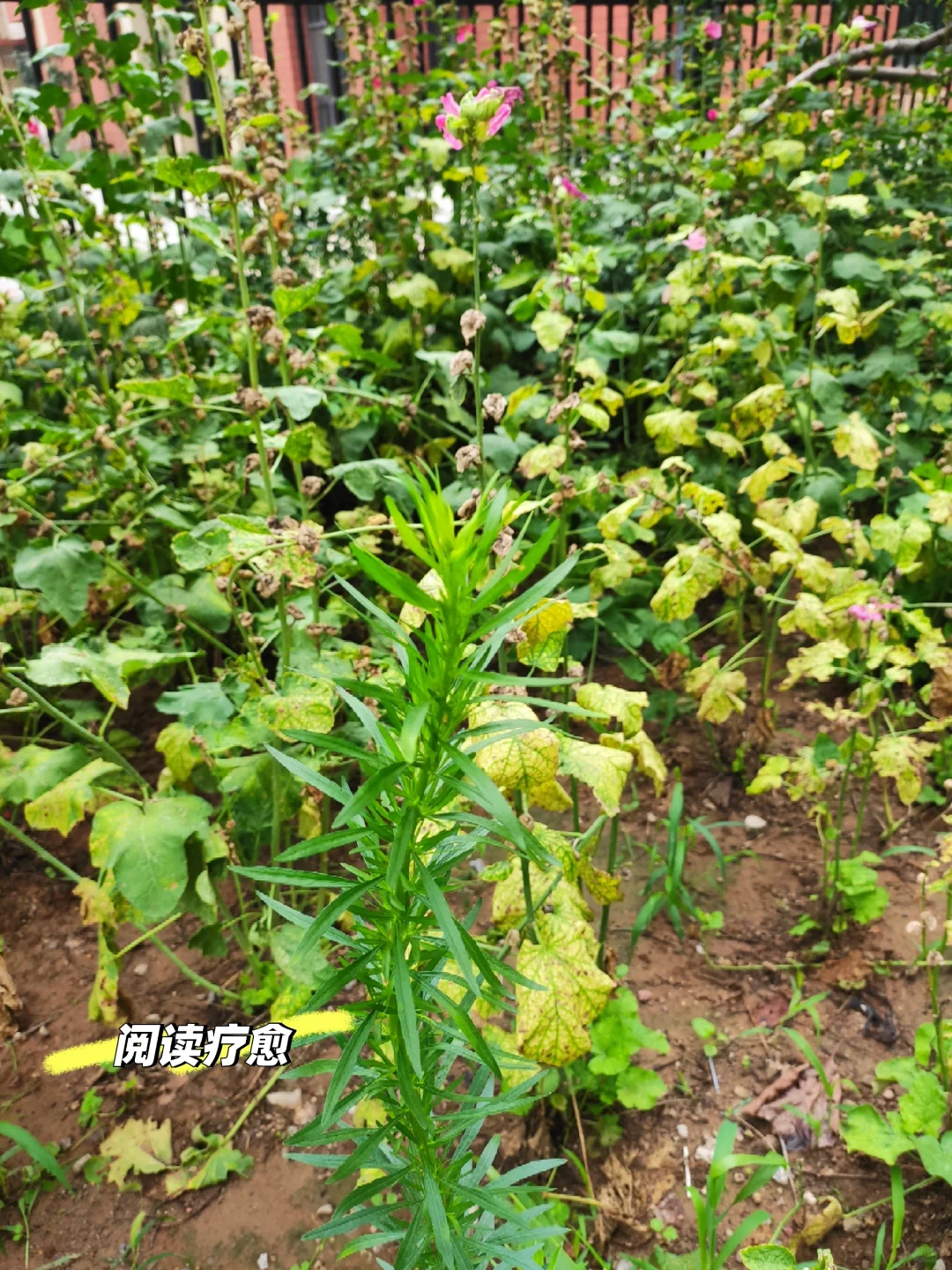 阅读疗愈，是最好的自我陪伴