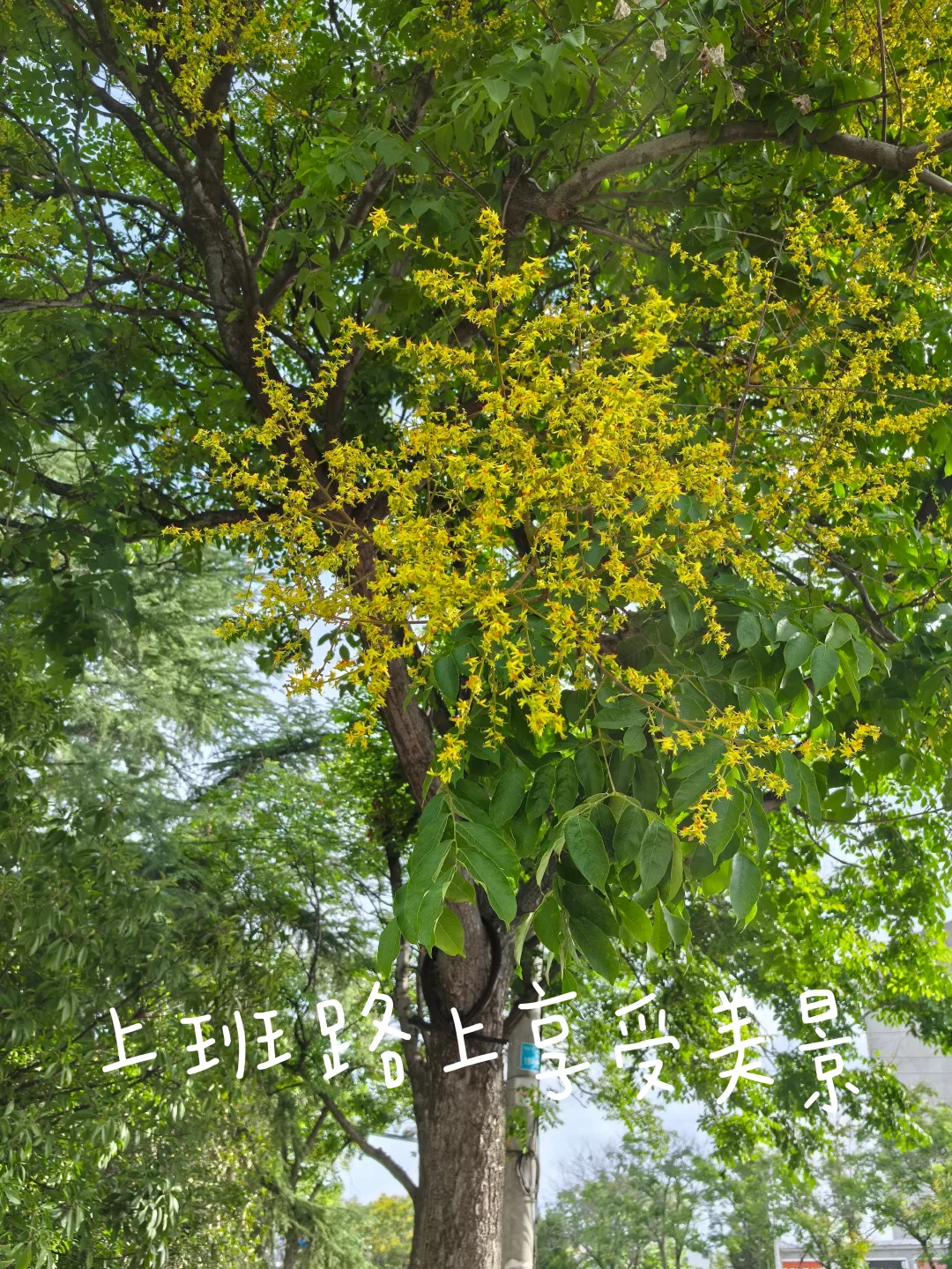 ❤幸福日记｜早起就是为了享受阅读和咖啡