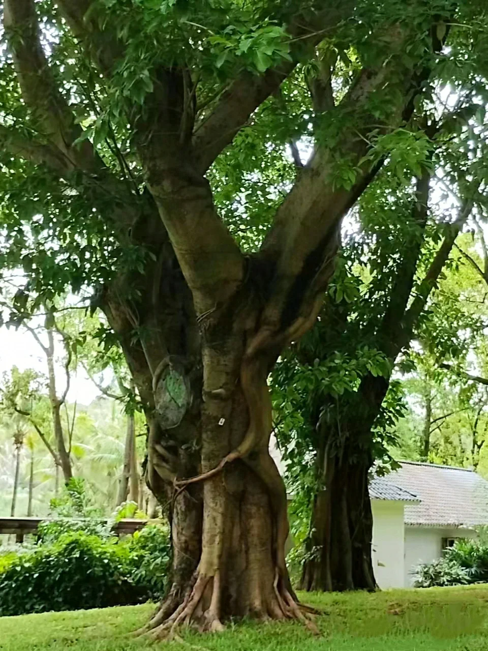 在公园阅读，感受万物肆意生长的自由