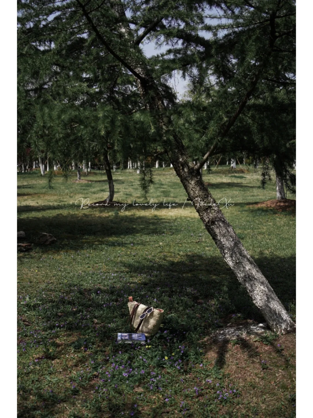户外阅读的乐趣 我get到了！📚🌲