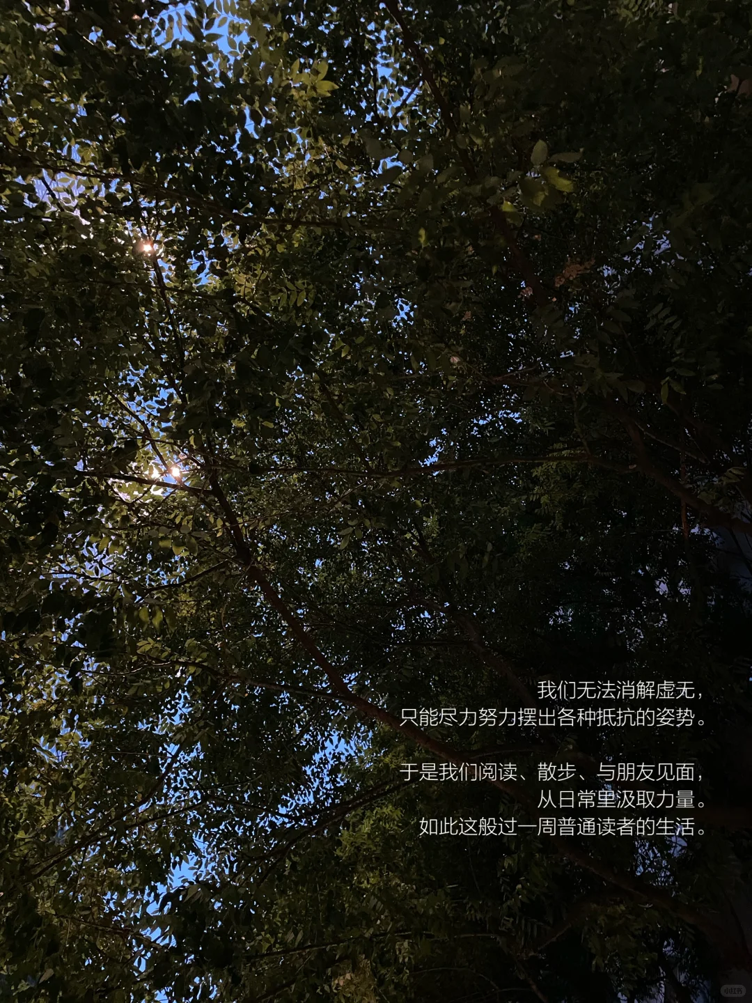 她的一周，散步、读书，一个普通读者的生活。