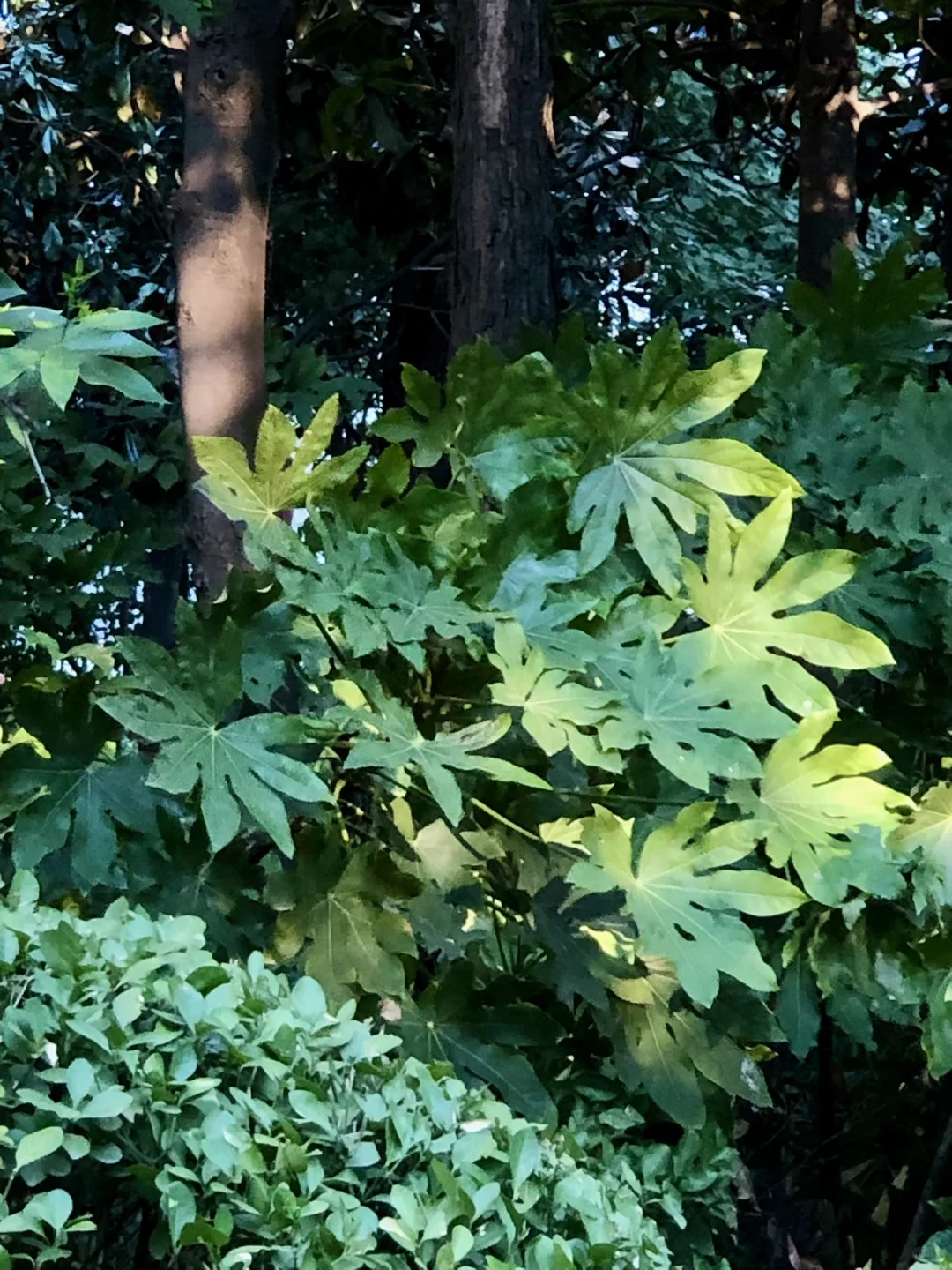 九月初｜清晨读书，这一刻我是自由的☕️