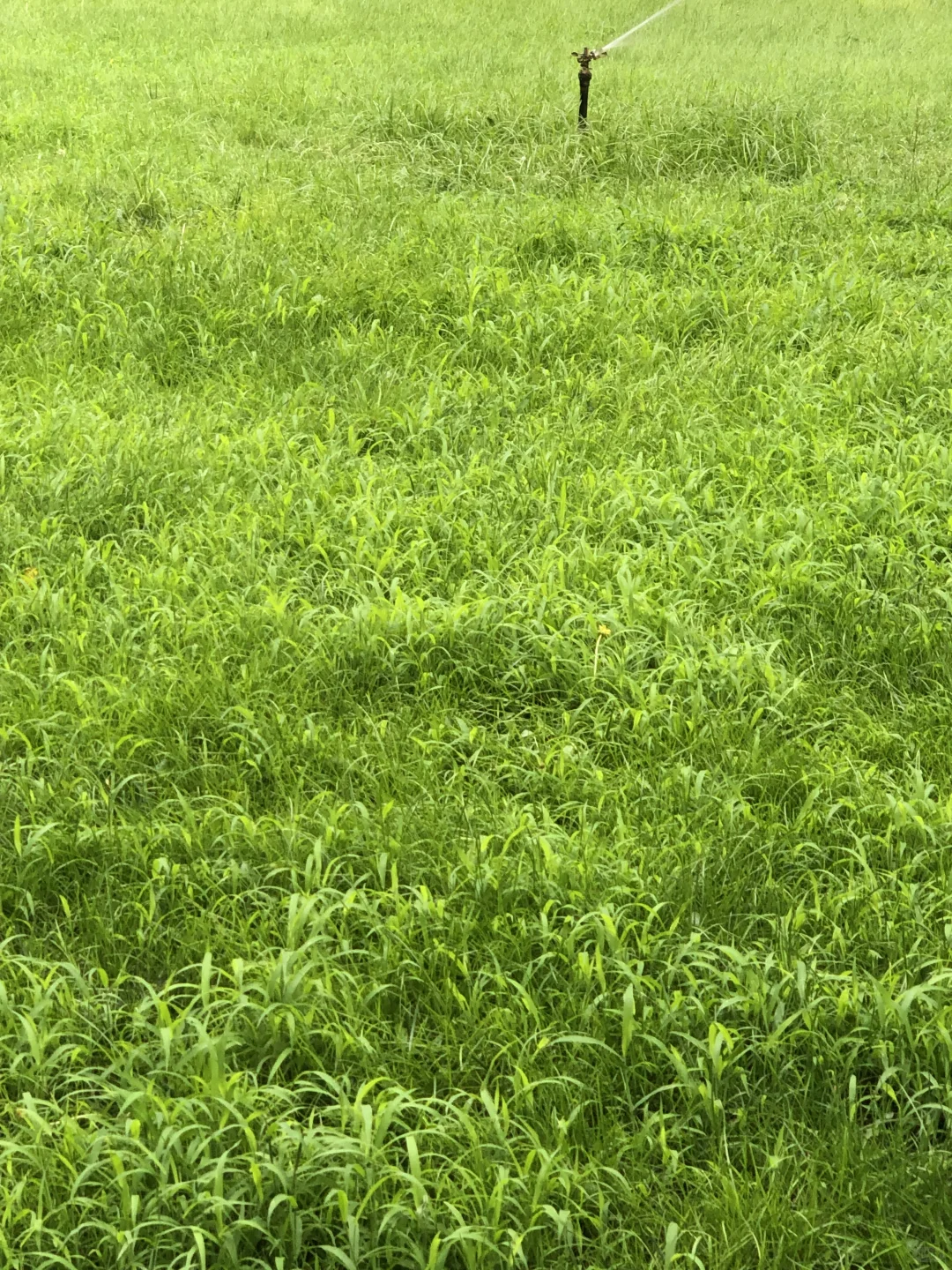 九月初｜清晨读书，这一刻我是自由的☕️