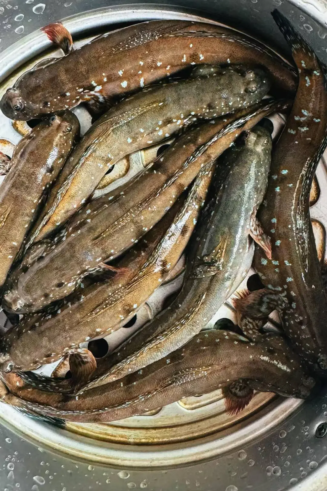 来湛科读书，实现生蚝糖水双自由！