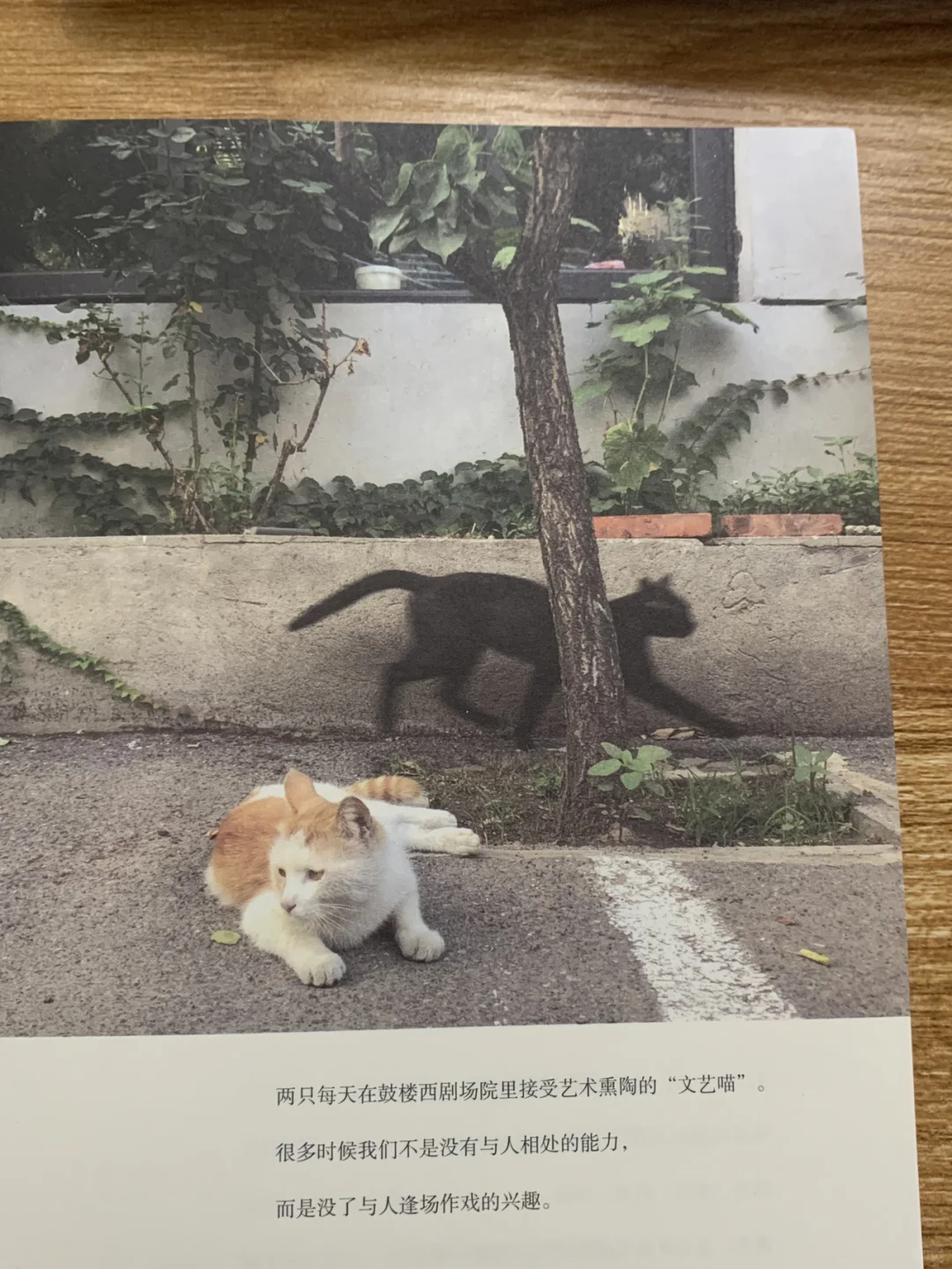 📖读书分享/ 这个世界很好 但你也不差