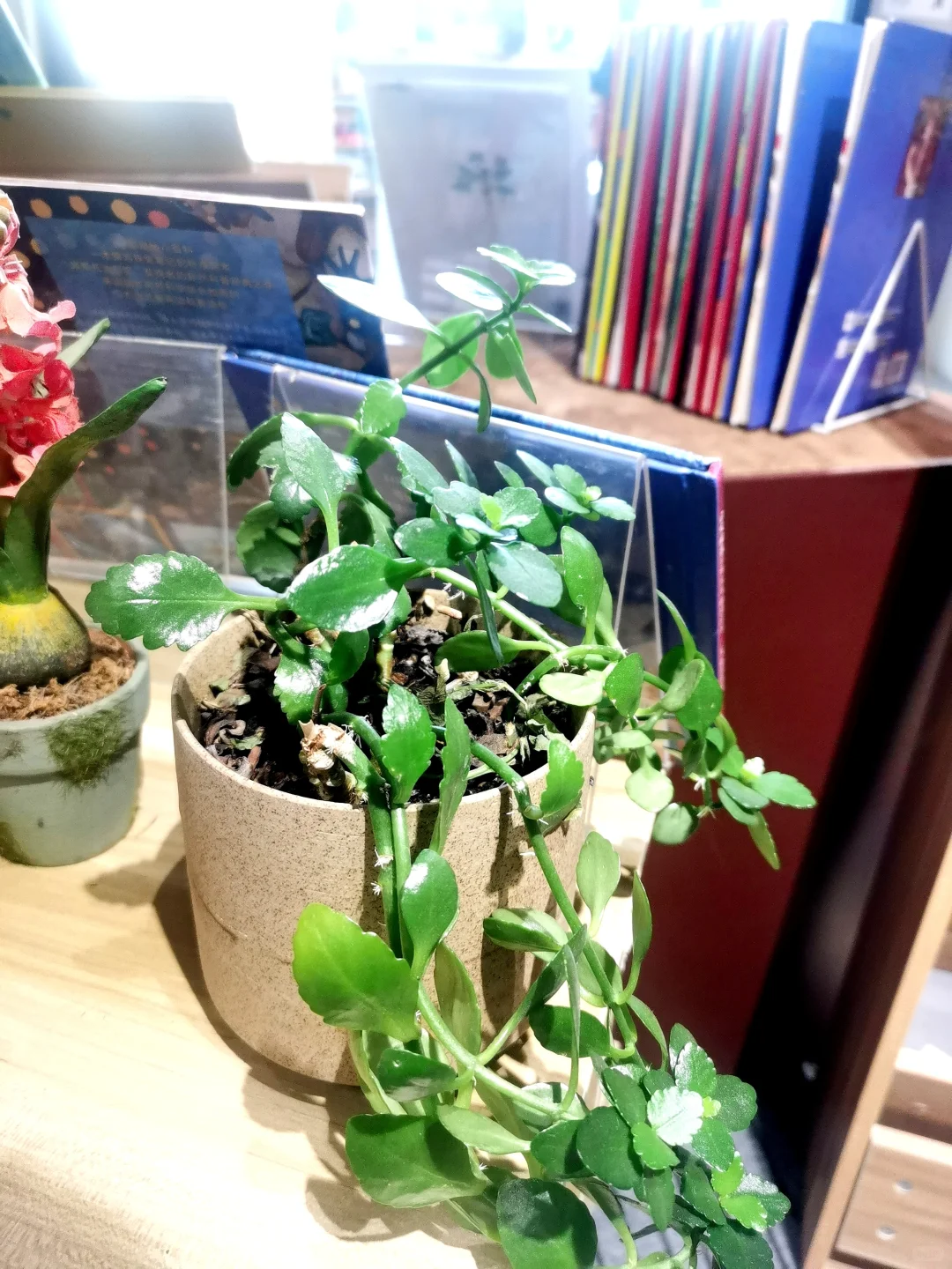 热爱生活|享受阅读