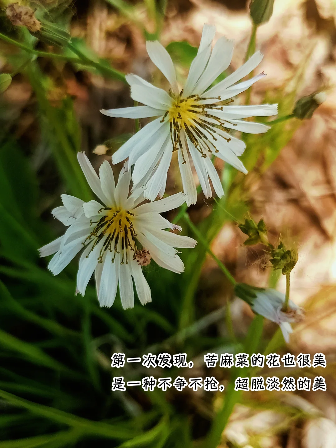 爆款的秘密，笔记写双标题，流量翻10倍