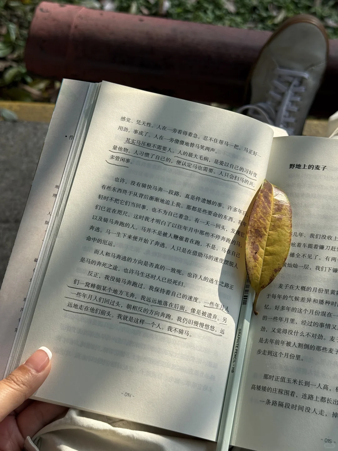 独处、晒太阳、读书｜人比植物更需要光合作用