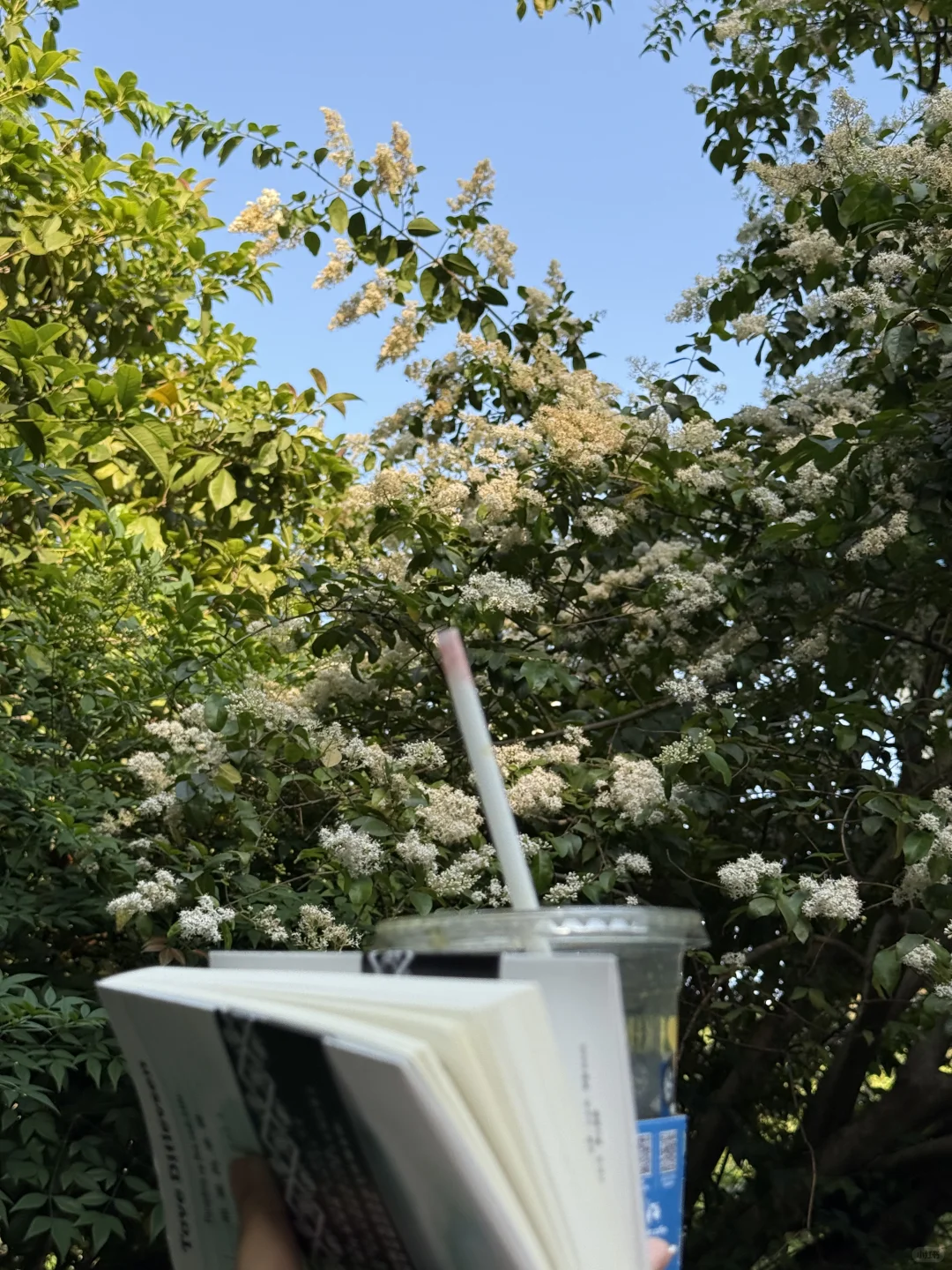 独处、晒太阳、读书｜人比植物更需要光合作用