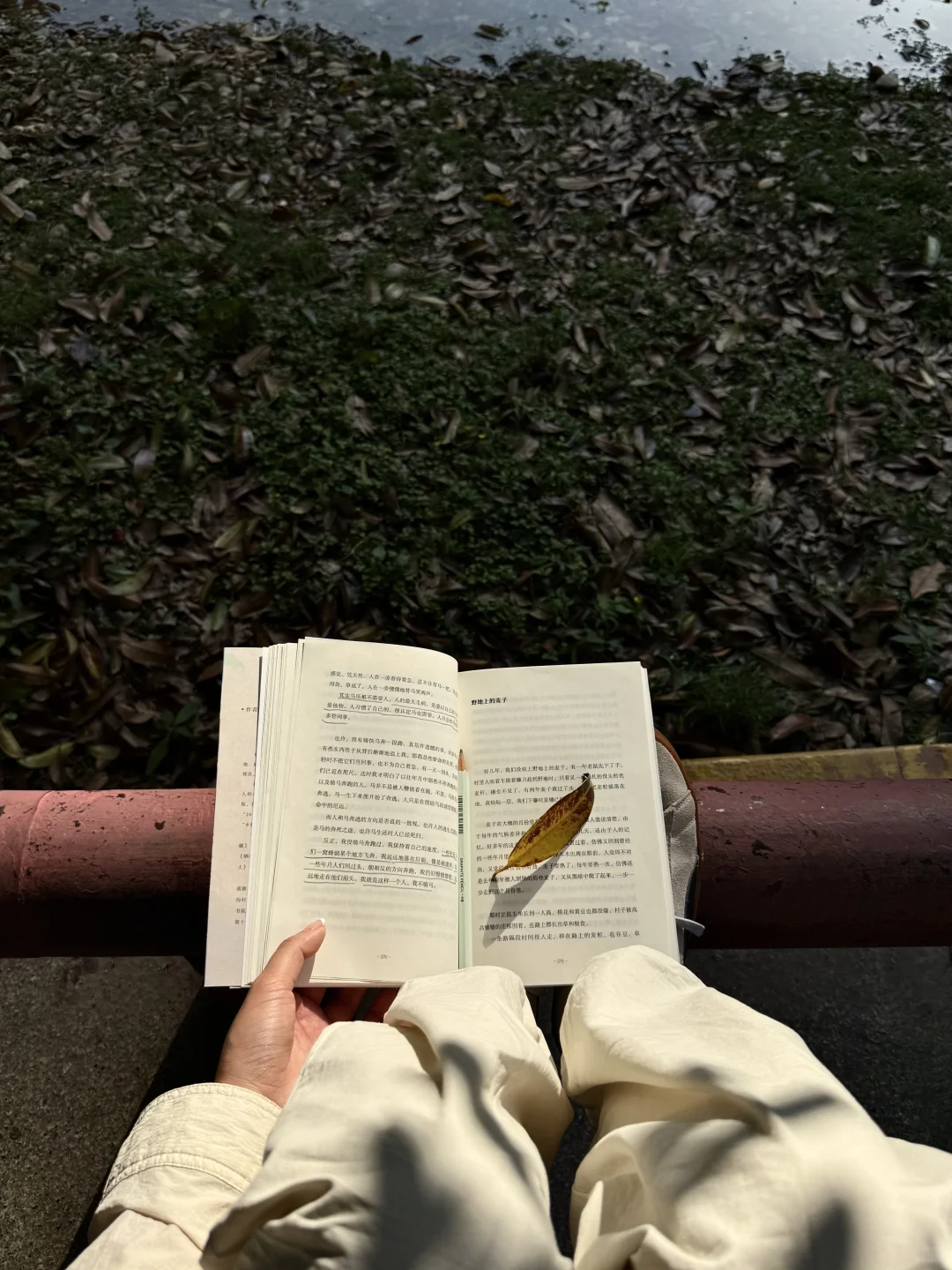 独处、晒太阳、读书｜人比植物更需要光合作用