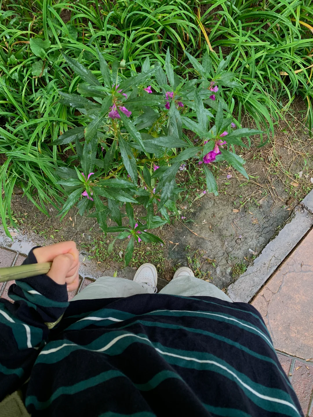 读写看|国庆节通勤书单「植物的哲学」