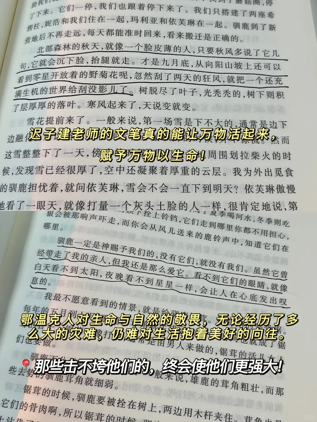迟子建！这书把山林史诗写成会呼吸的月光！