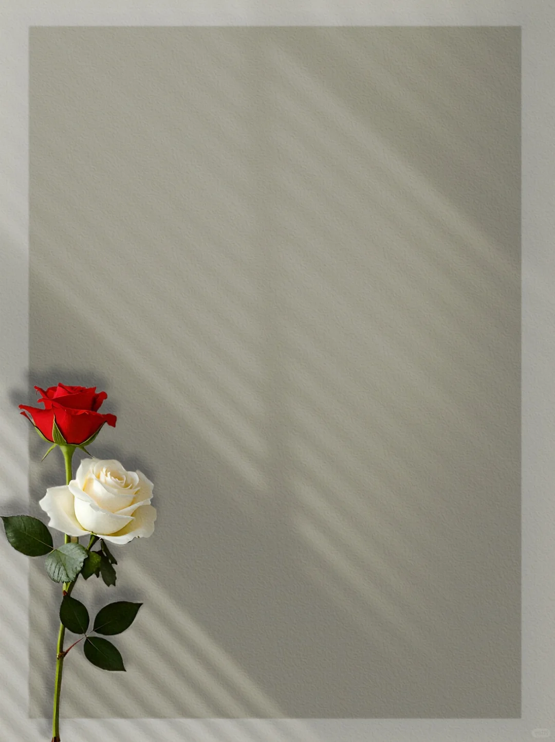 玫瑰🌹光影底图