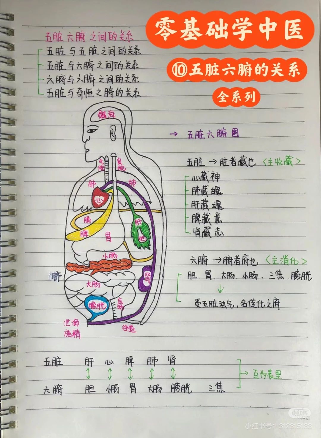 转发笔记 看黄帝内经第二章脏腑篇