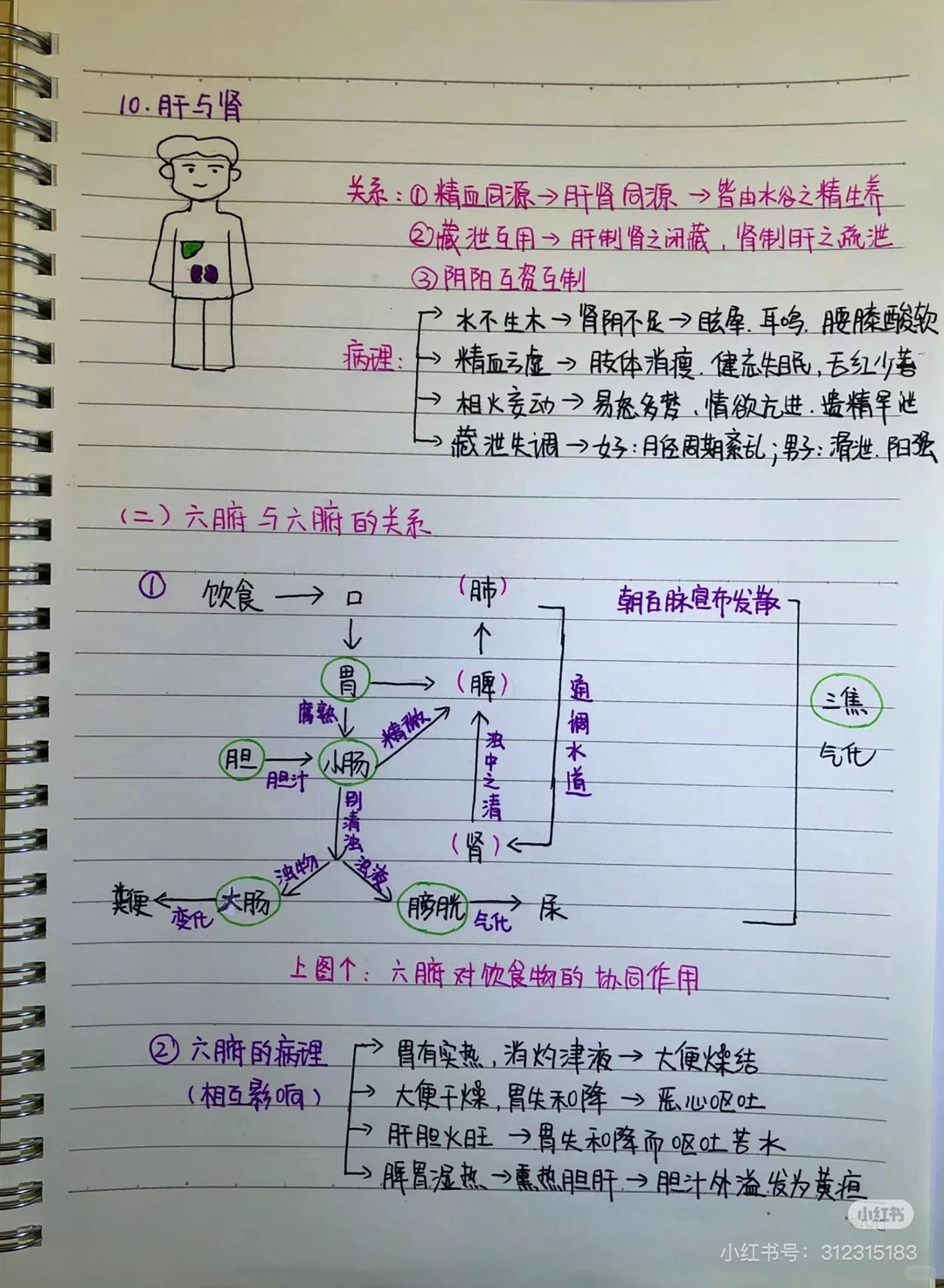转发笔记 看黄帝内经第二章脏腑篇
