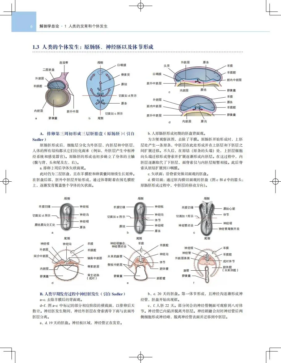 【PDF版】人体解剖学图谱pdf电子书下载