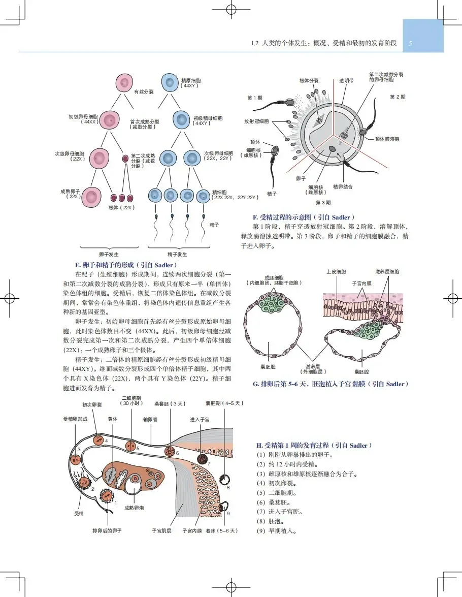 【PDF版】人体解剖学图谱pdf电子书下载