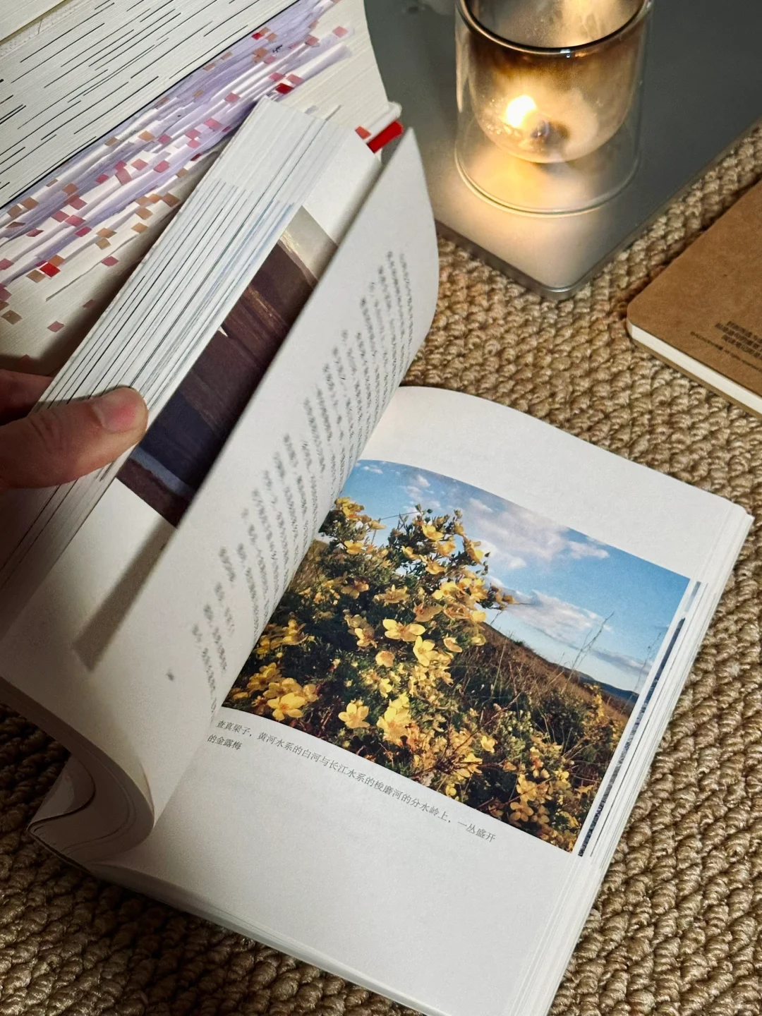 挖到宝📚他的文笔潇洒冷冽，恨不得全文背诵
