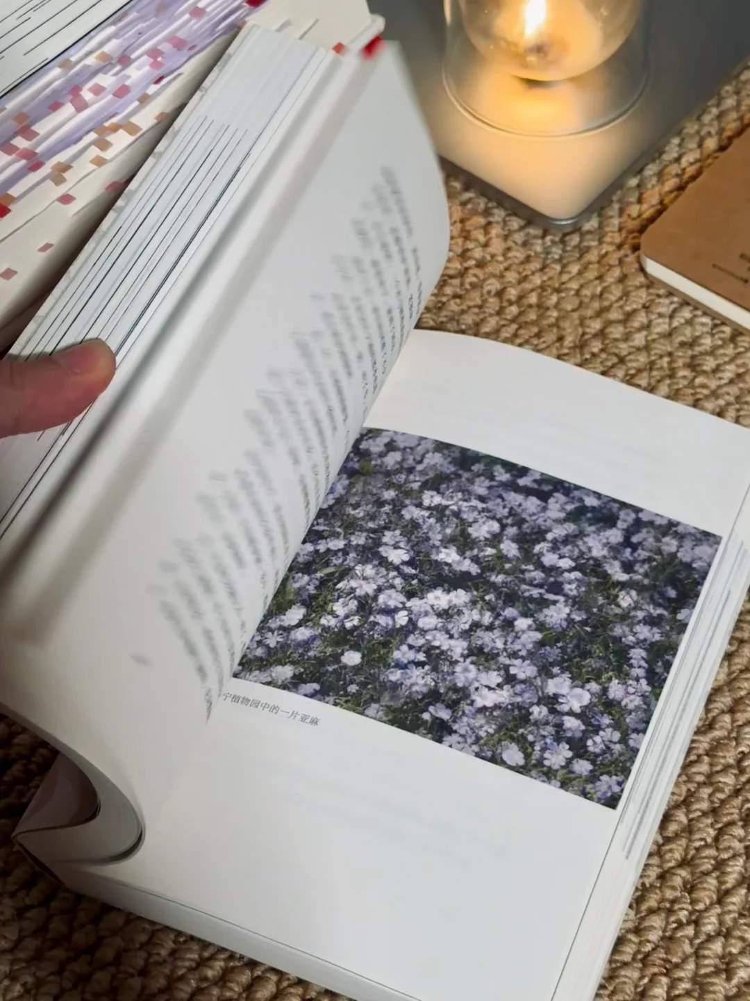 挖到宝📚他的文笔潇洒冷冽，恨不得全文背诵