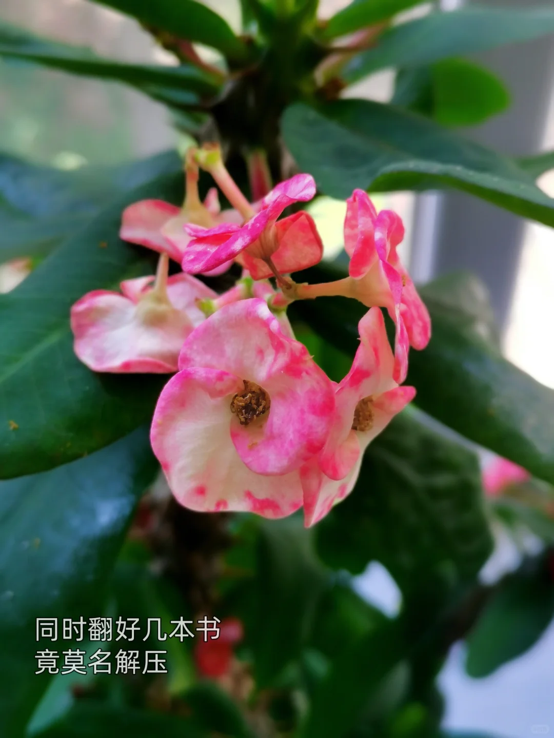 你蕞近在看什么书📖