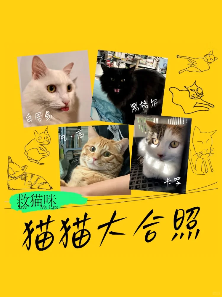 新书推荐｜救猫咪🐱，更是救自己～