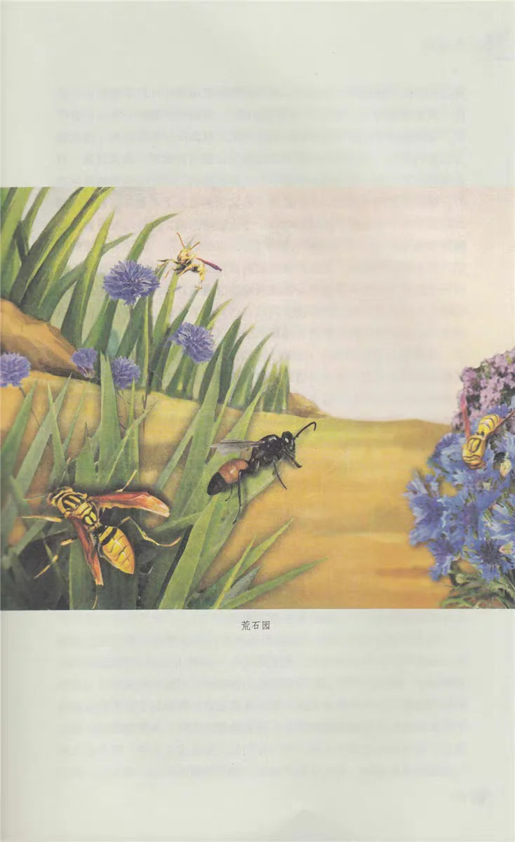 《昆虫记》