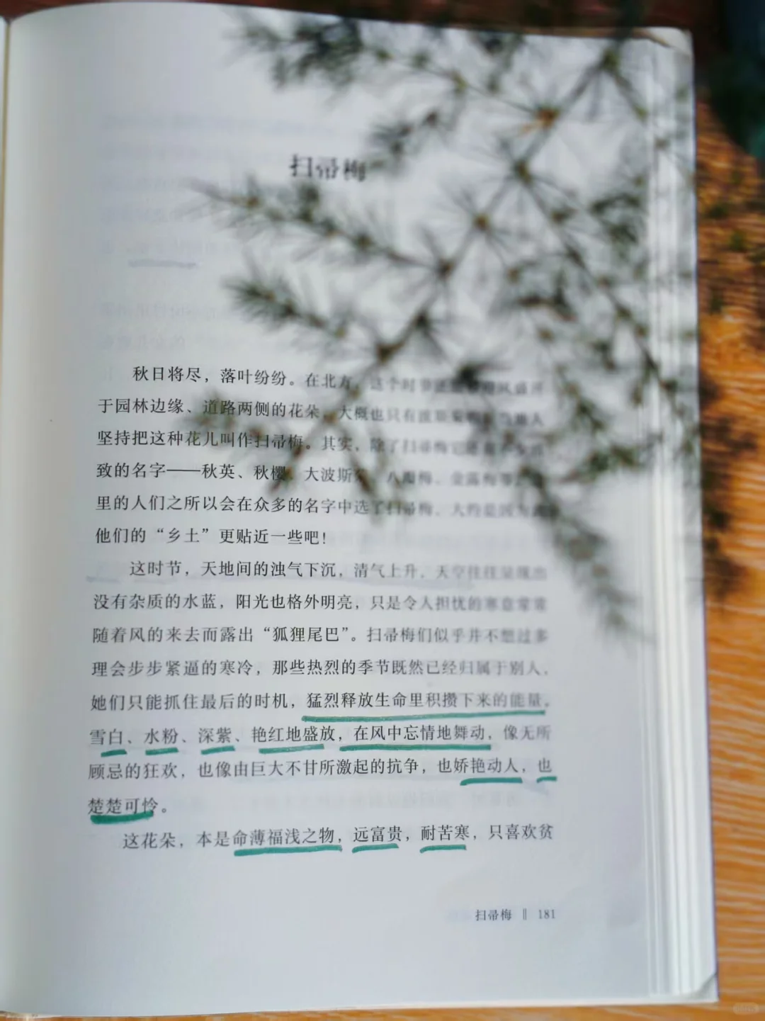 被鲁迅文学奖作家整破防，句句封神连夜摘抄