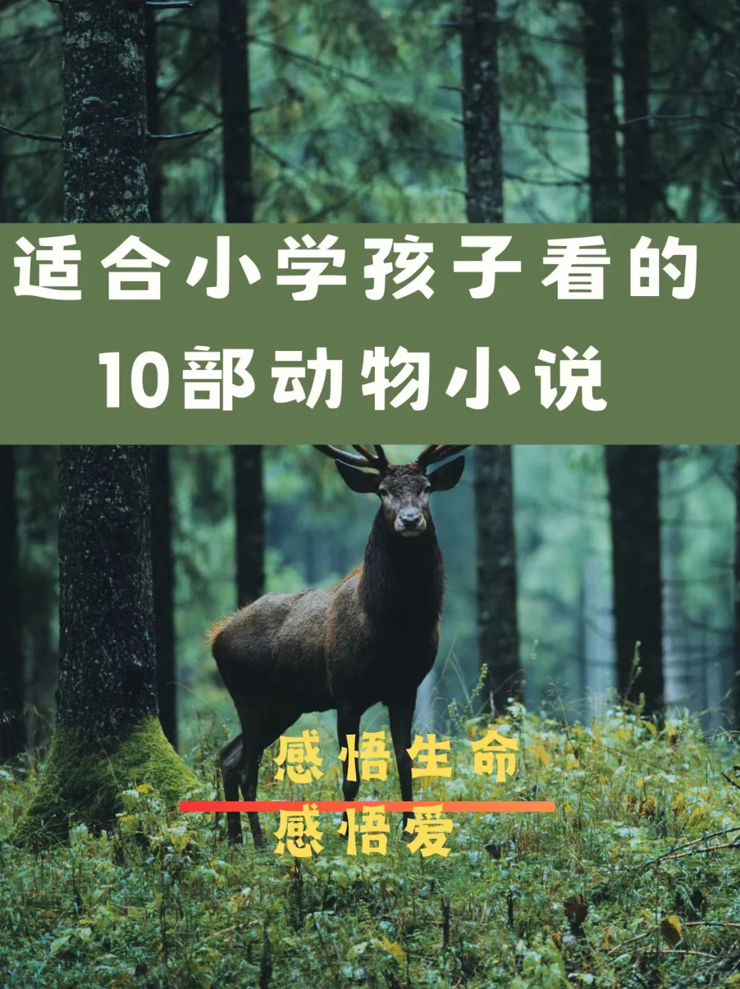让小学生感受生命感受爱，看这10本动物小说