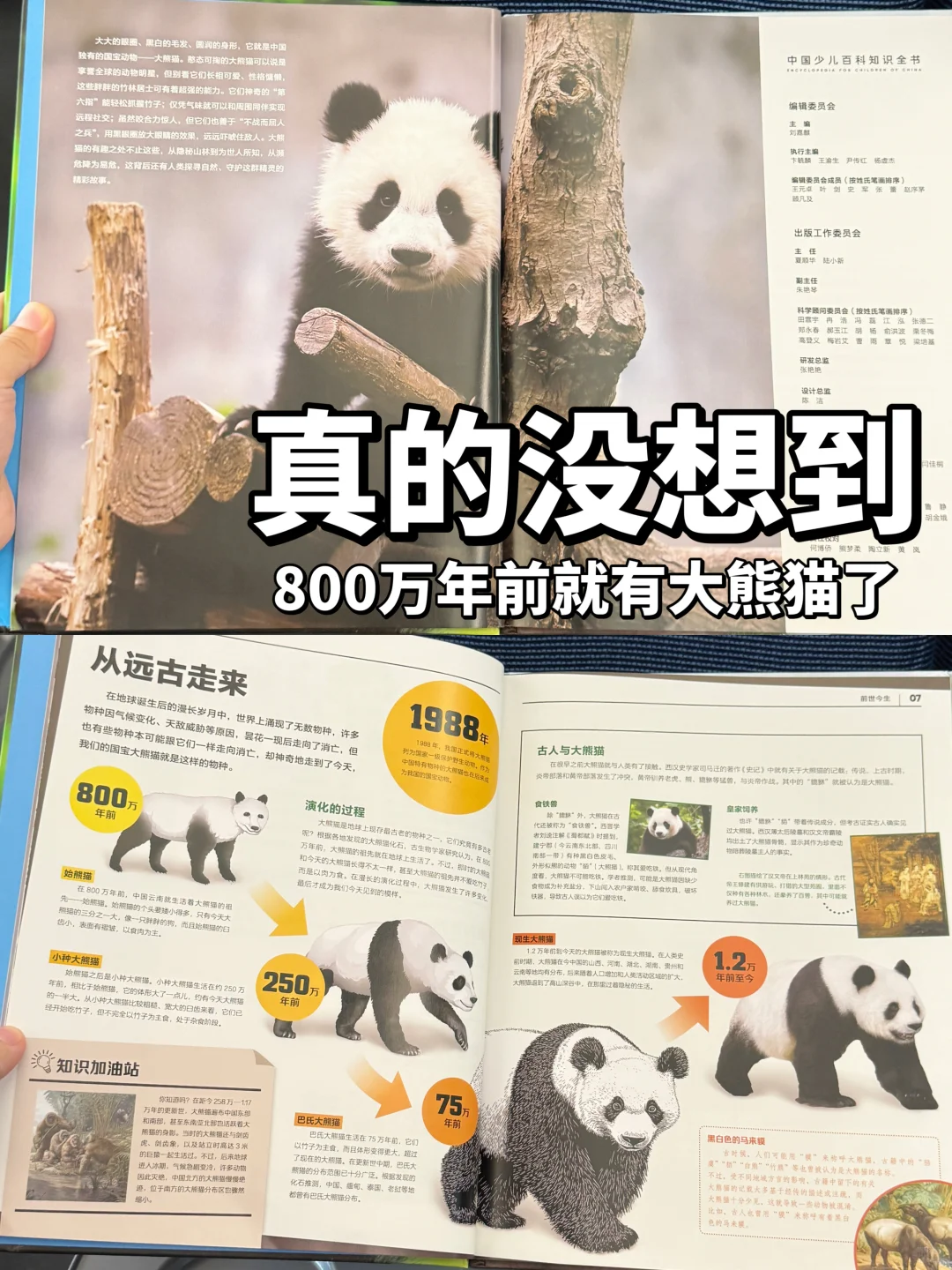 暑假有打算去看大熊猫的一定要看这本书