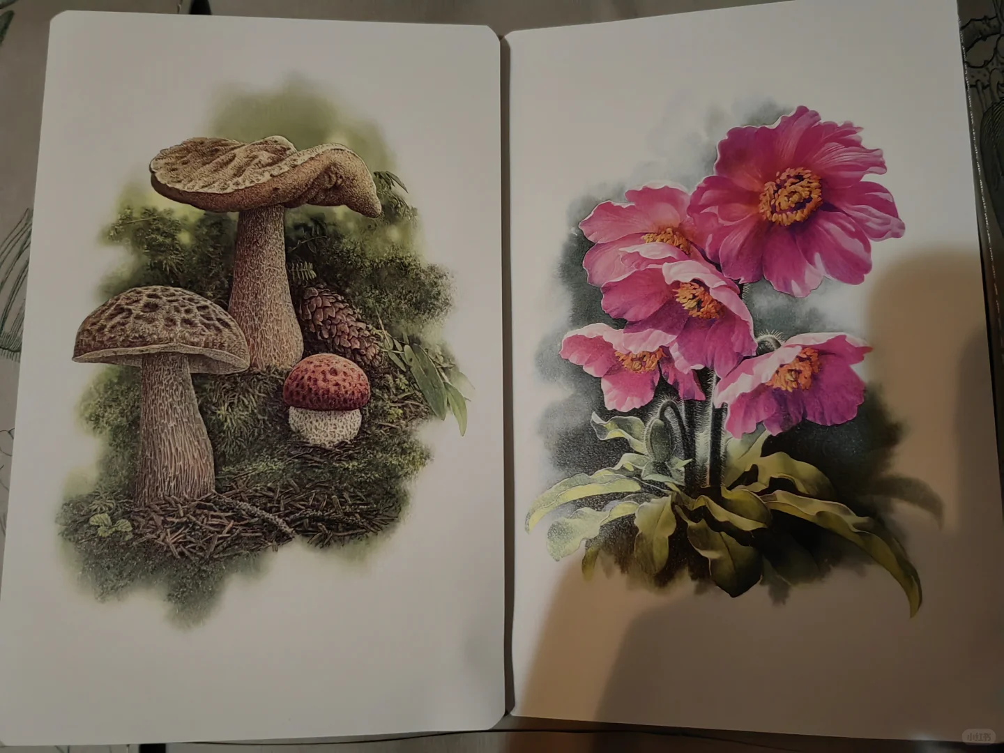 草木有本心｜曾孝濂博物绘画精选