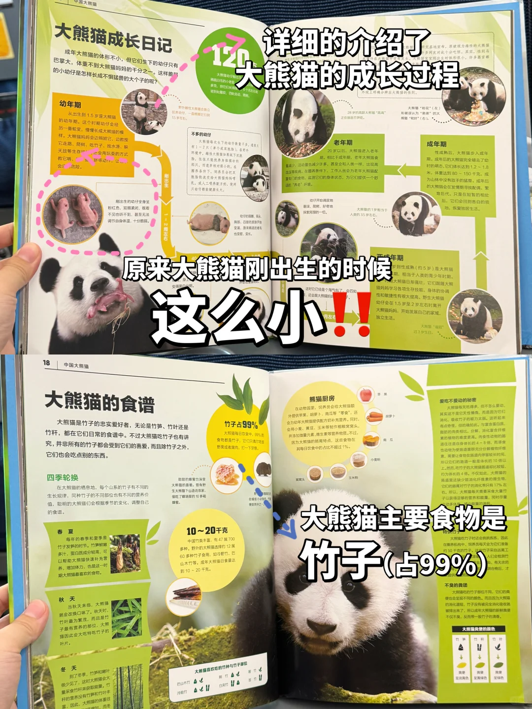 暑假有打算去看大熊猫的一定要看这本书