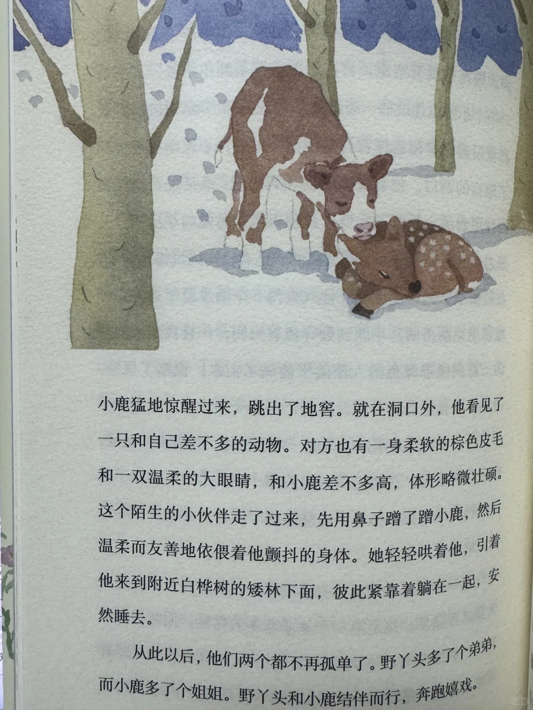 琥珀斑儿童文学奖获奖作品：胡桃木小姐