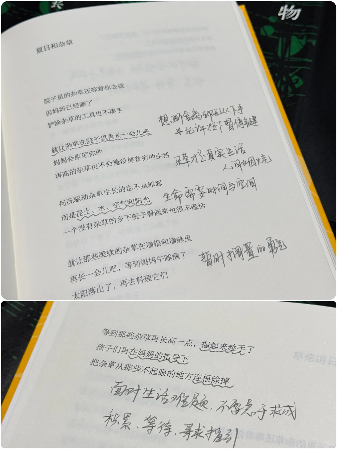 《大地为万物彻夜生长》允许生活长点“杂草”吧