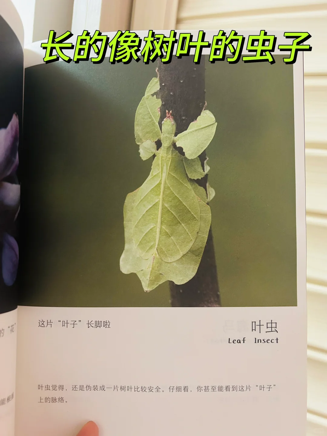 谢谢你‼️让两岁儿子认识了近200动植物！