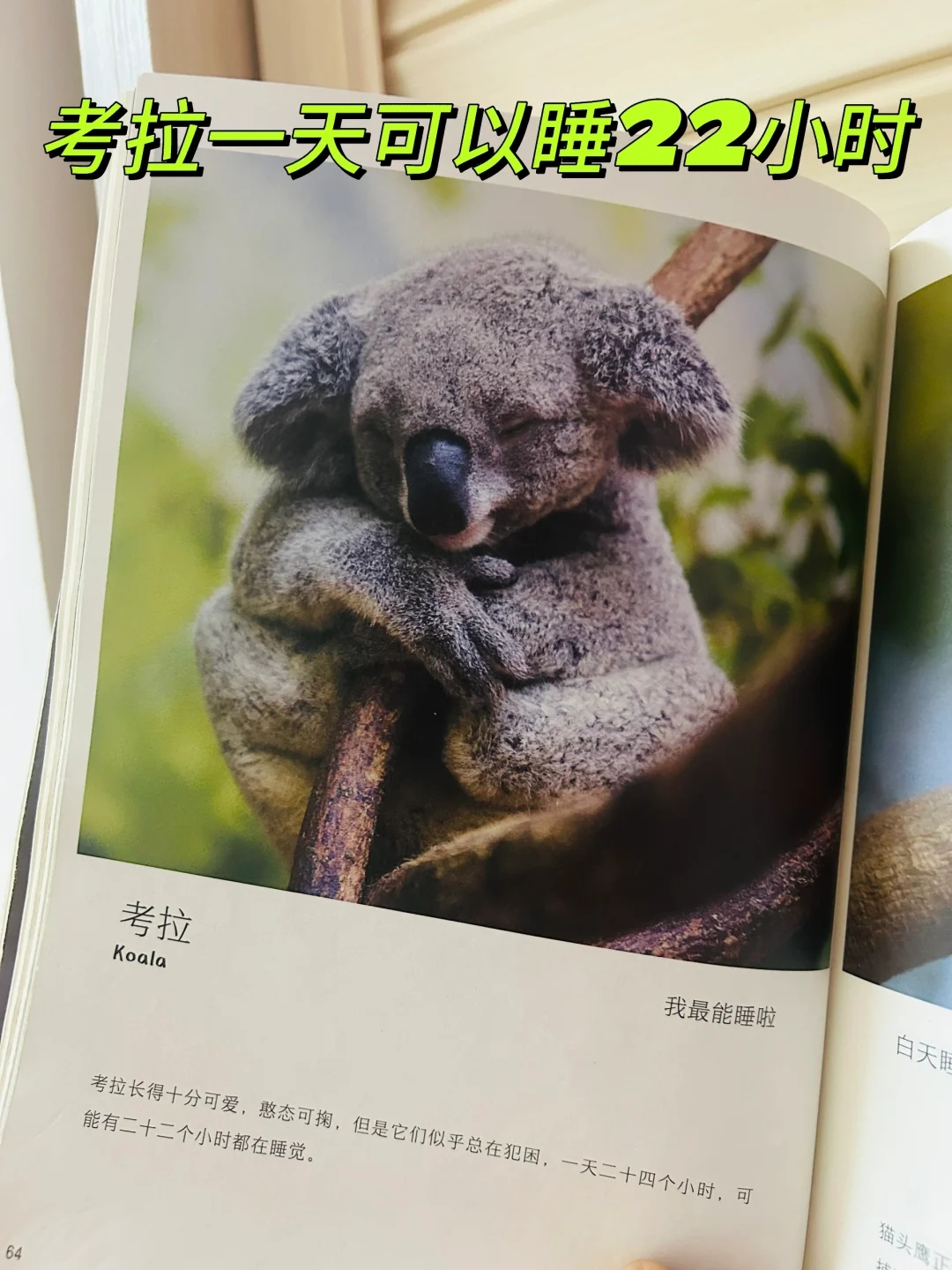 谢谢你‼️让两岁儿子认识了近200动植物！