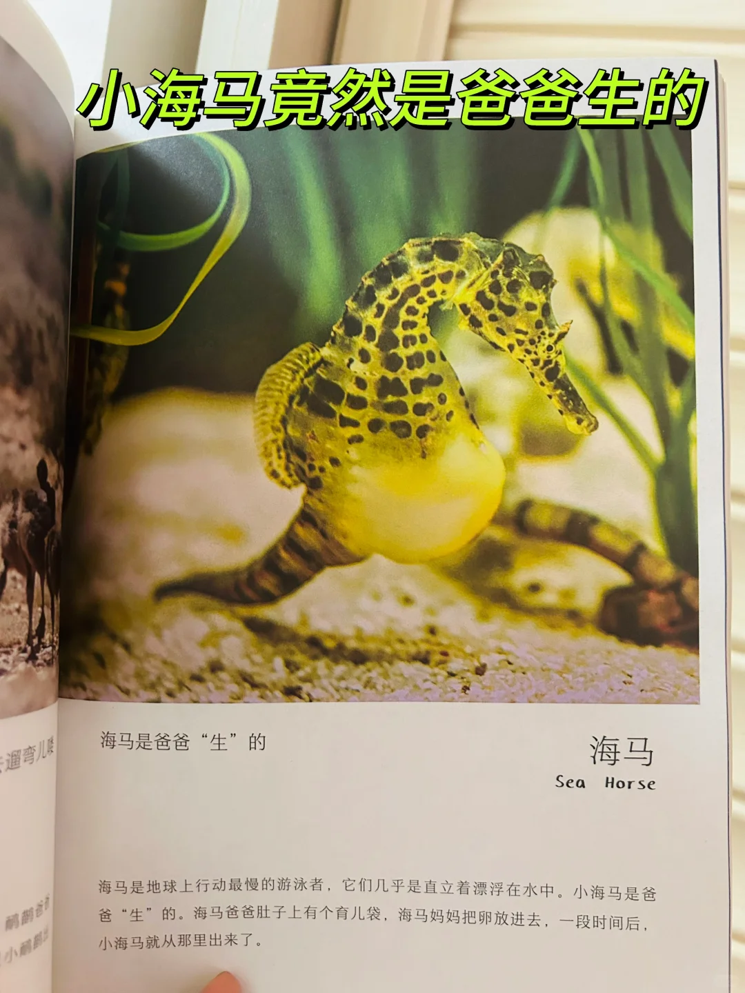 谢谢你‼️让两岁儿子认识了近200动植物！