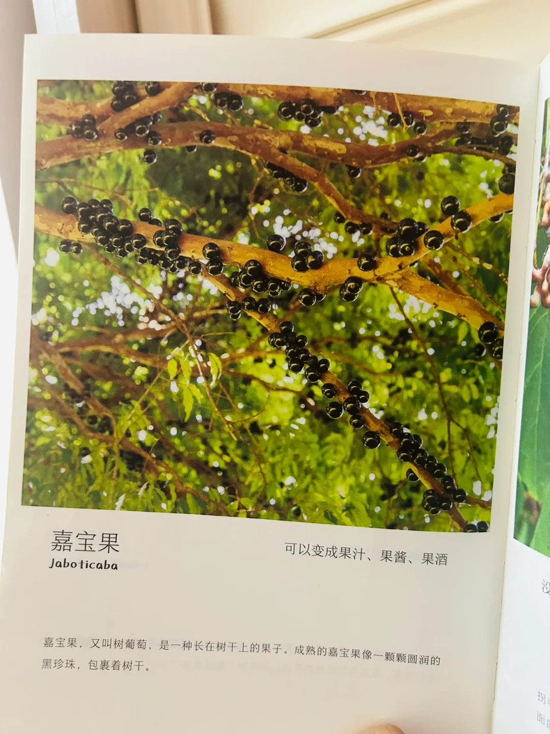 谢谢你‼️让两岁儿子认识了近200动植物！