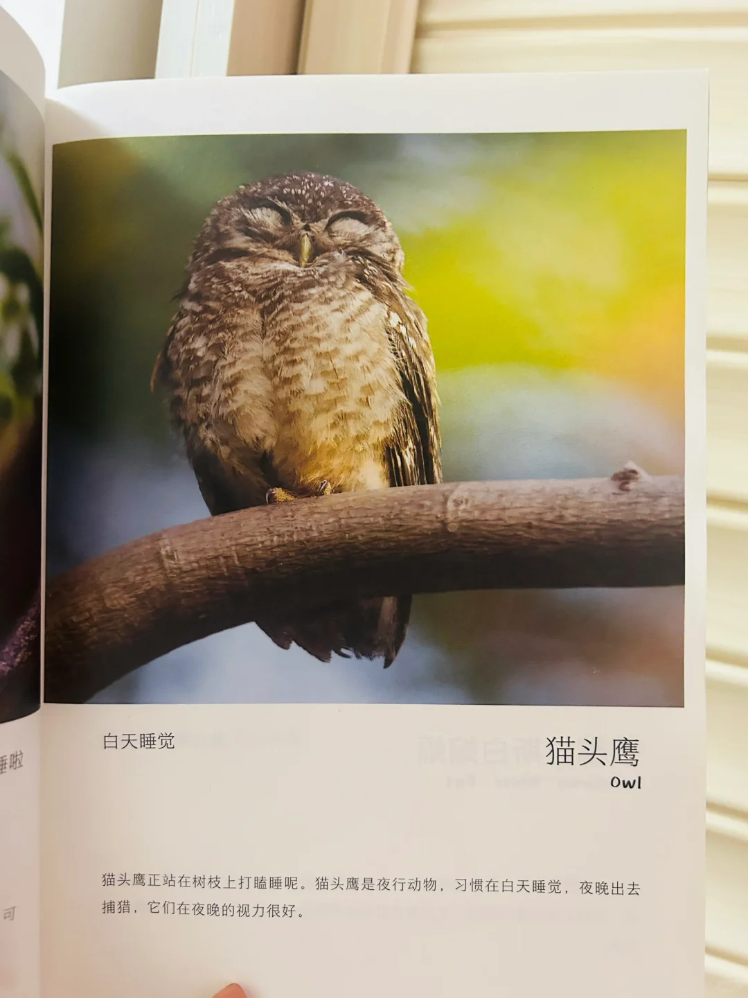 谢谢你‼️让两岁儿子认识了近200动植物！