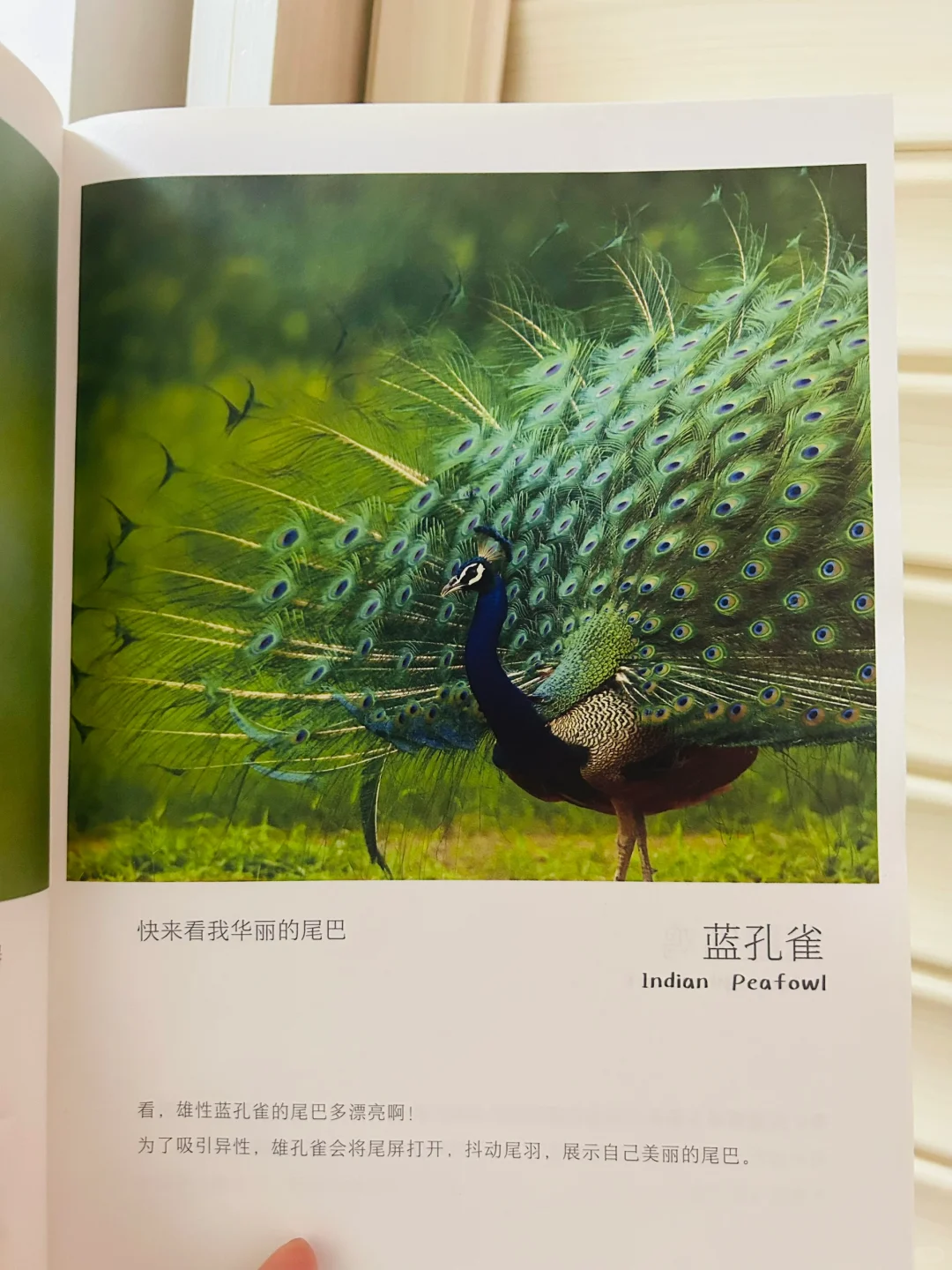 谢谢你‼️让两岁儿子认识了近200动植物！
