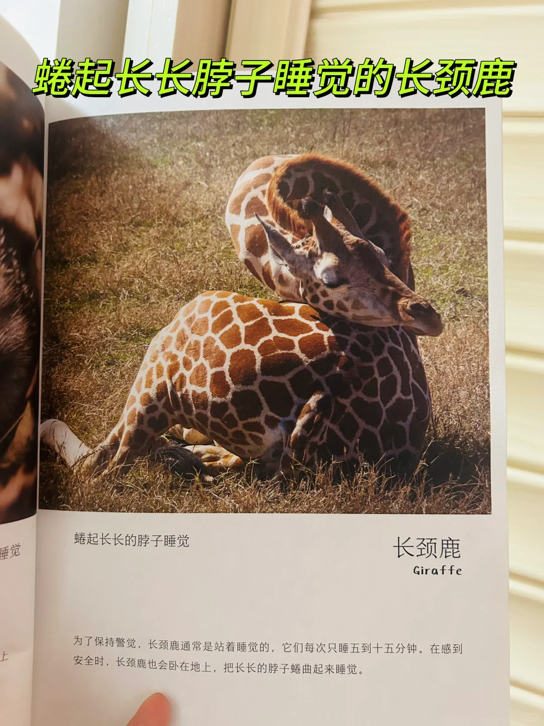 谢谢你‼️让两岁儿子认识了近200动植物！