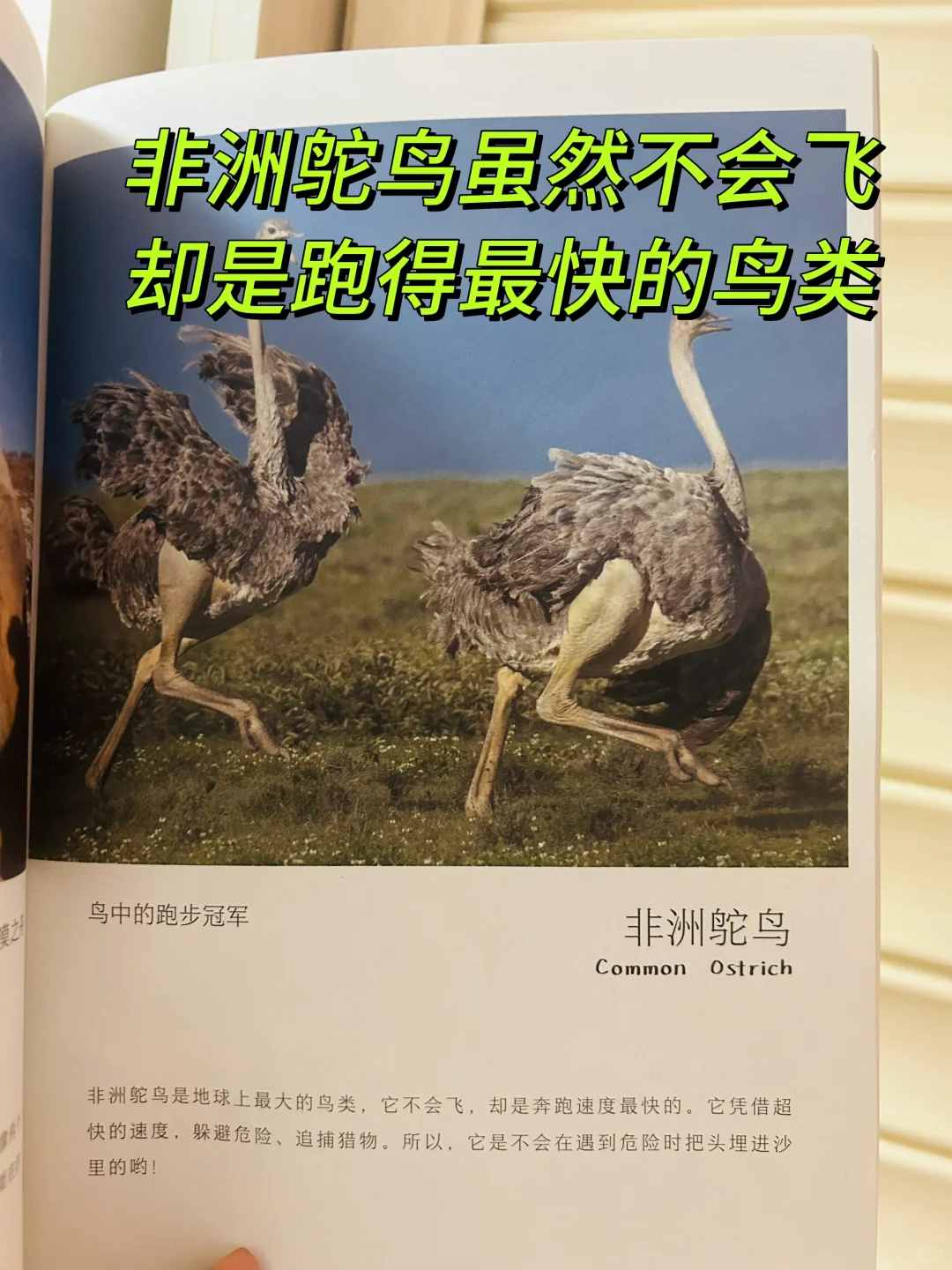 谢谢你‼️让两岁儿子认识了近200动植物！