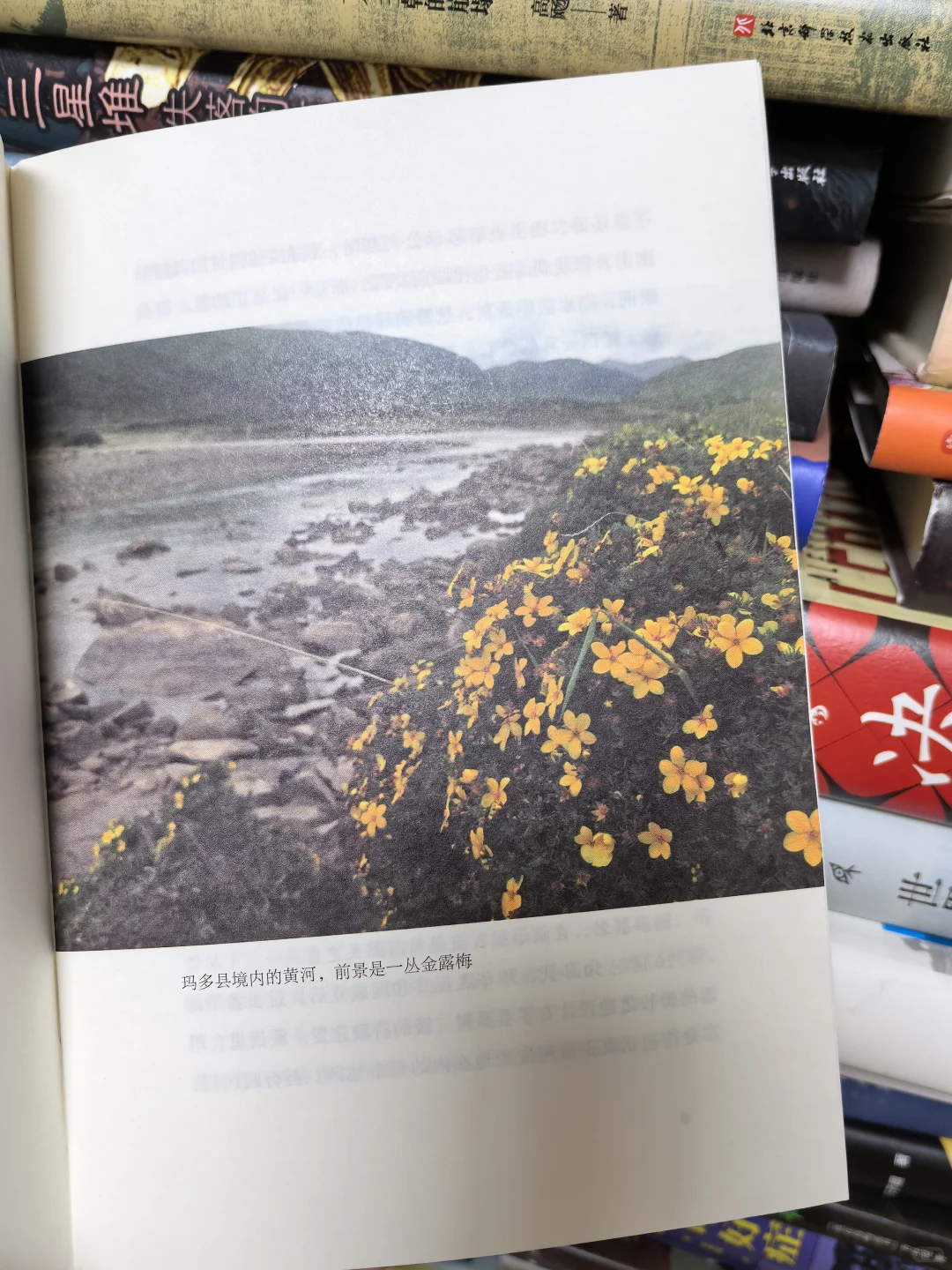 填补黄河源书写空白！强烈推荐阿来新书！！