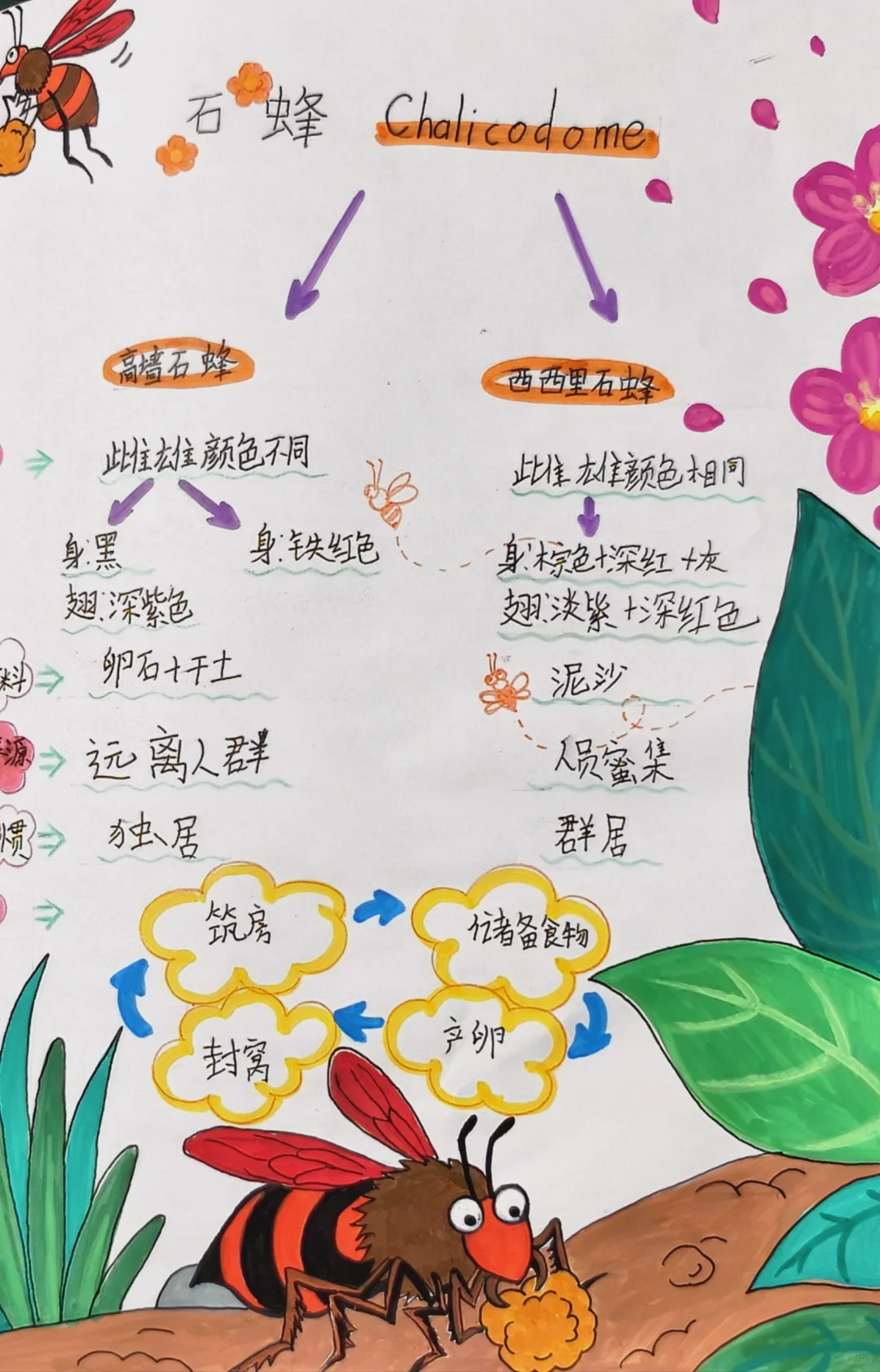 亲子自制小书《昆虫记》