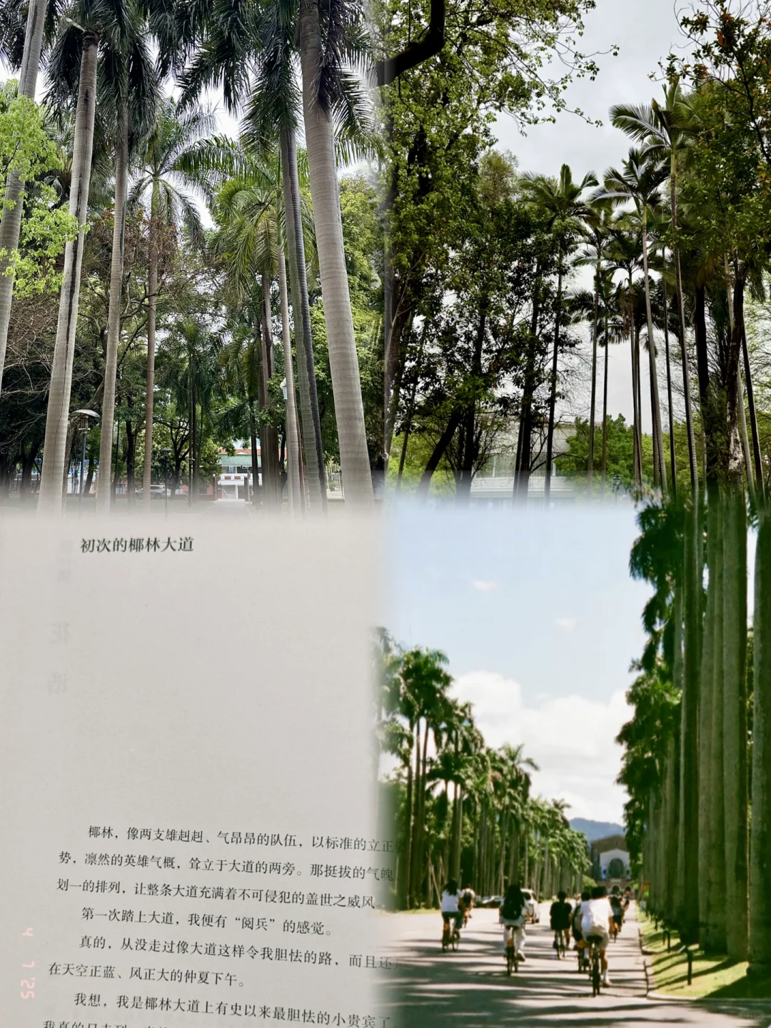 这是一条文艺同好交友贴❕