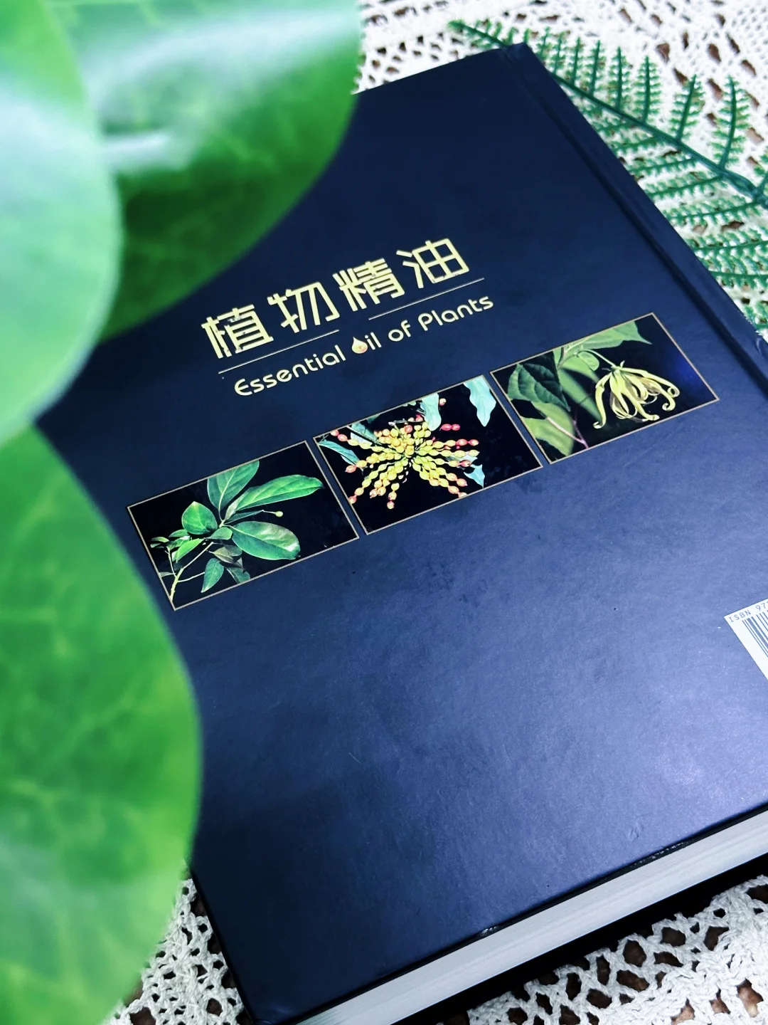 🔥新书推荐|《植物精油（中英文版）》