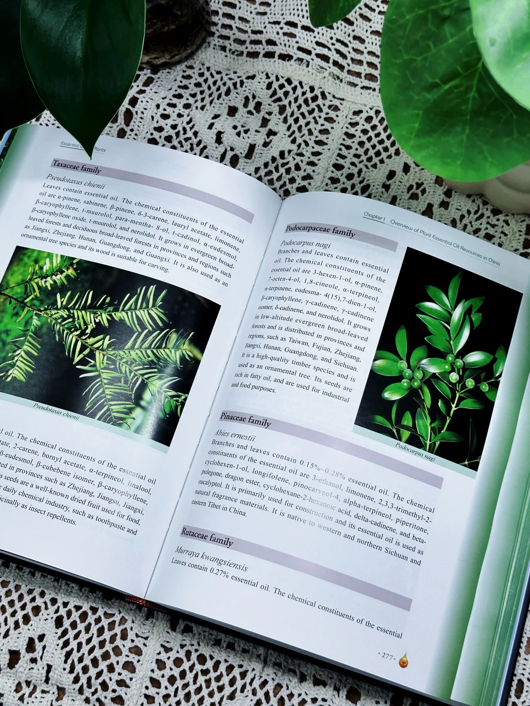 🔥新书推荐|《植物精油（中英文版）》