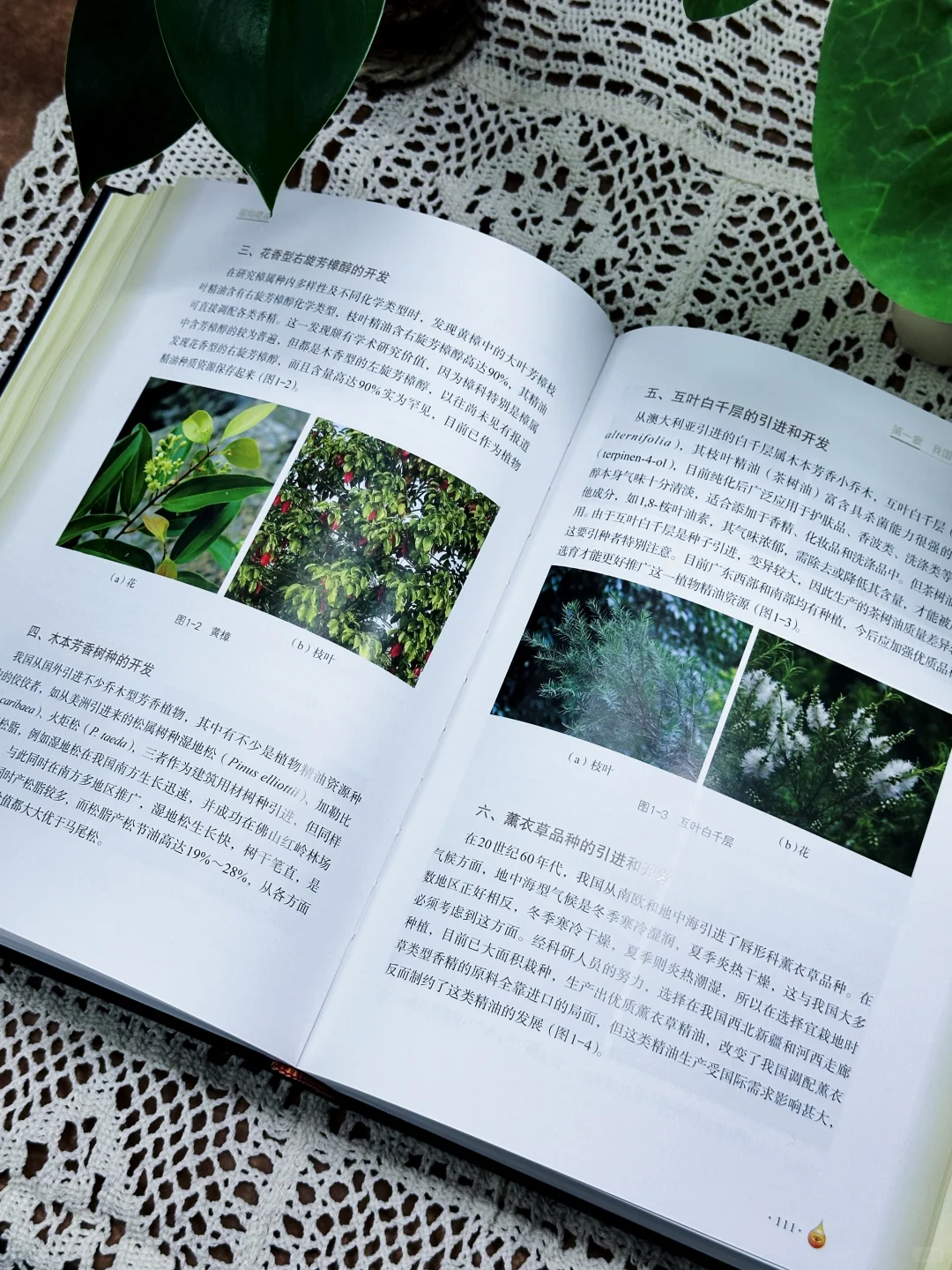 🔥新书推荐|《植物精油（中英文版）》