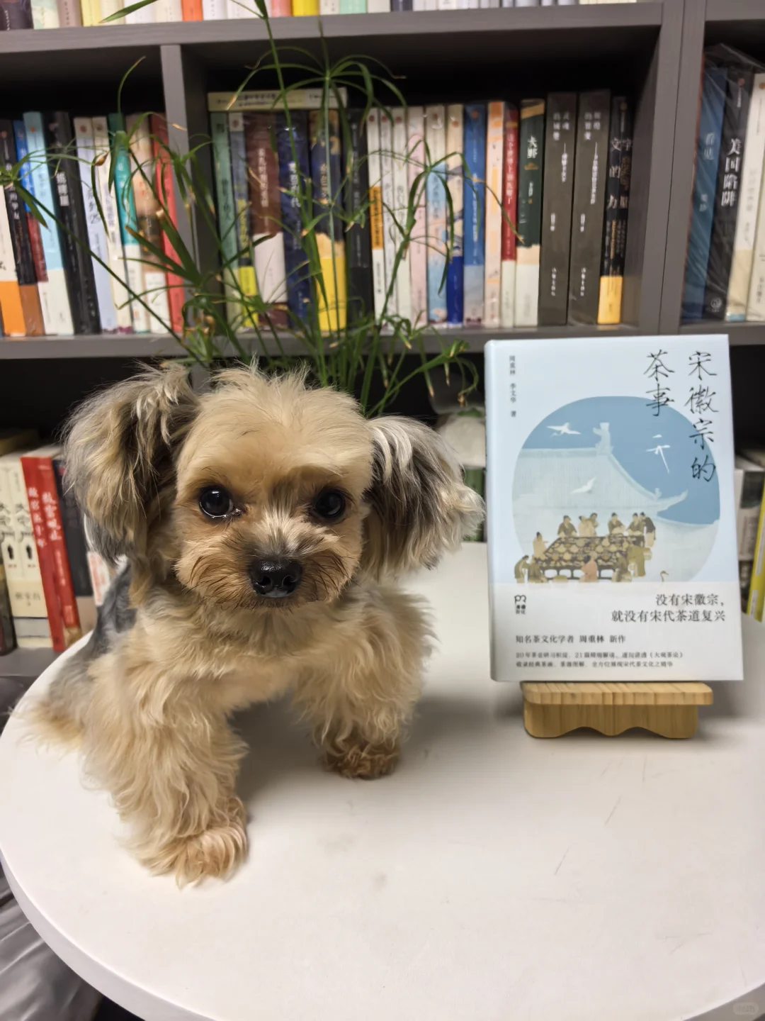 📖新书推荐 | 《宋徽宗的茶事》