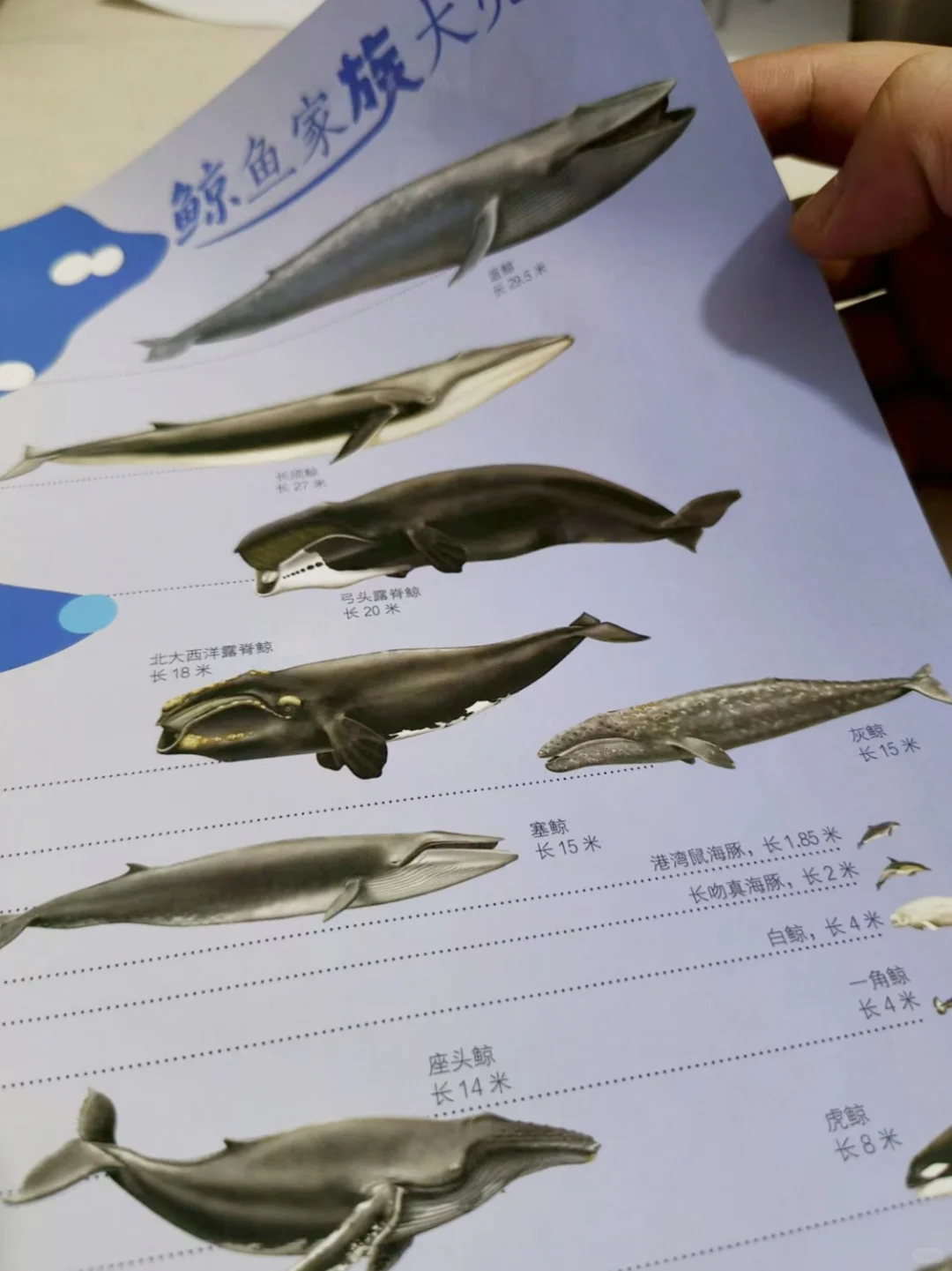 小学生必读‼️《大英百科·少儿探索》