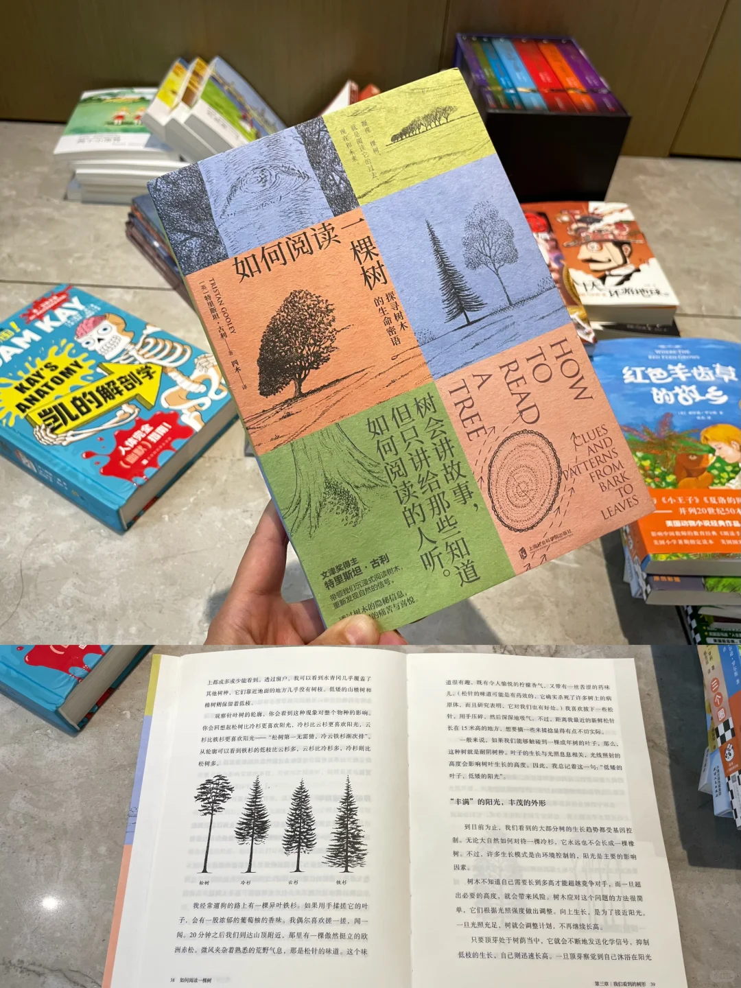 三年级 暑假书单📚